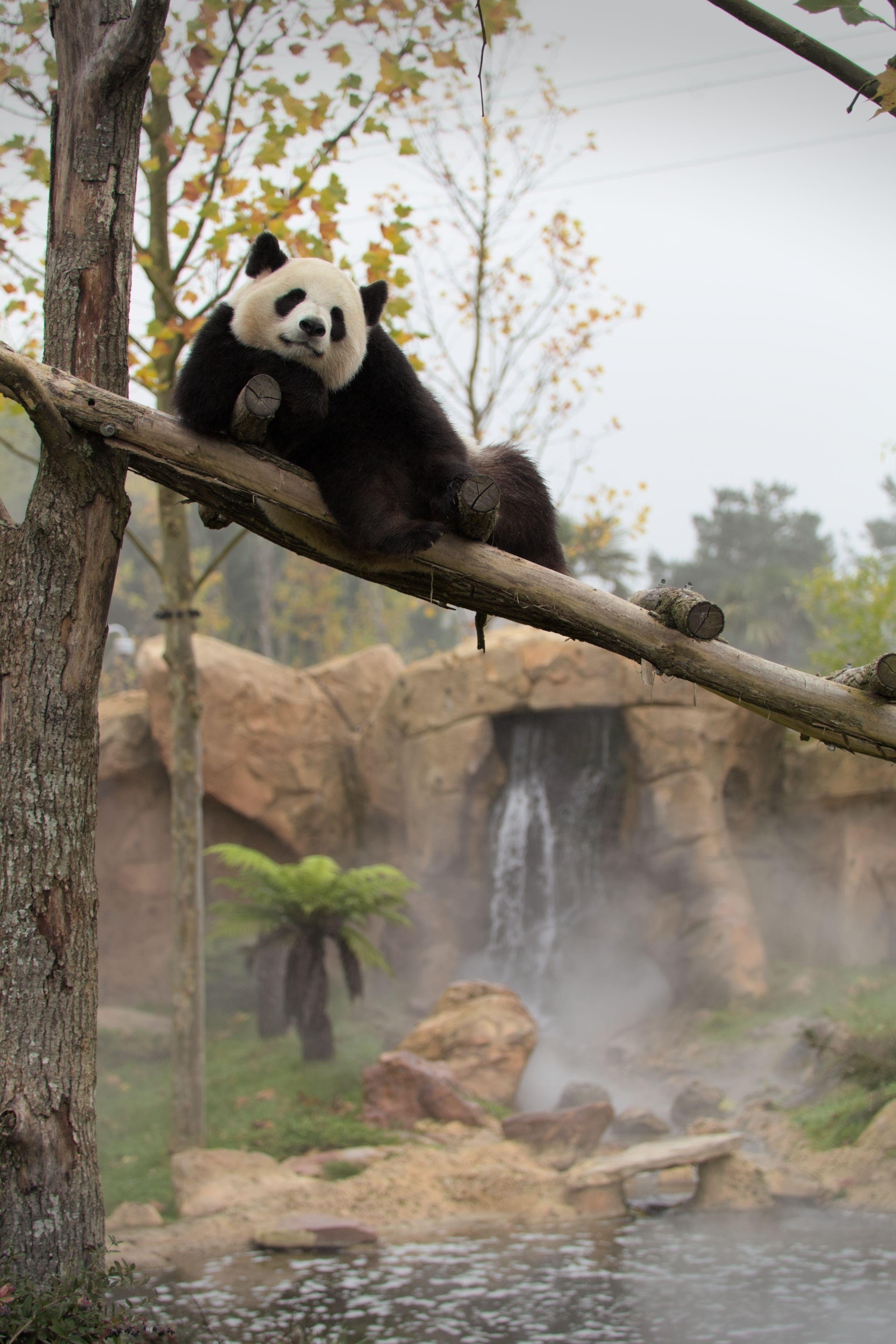 Photo verticale. Un panda allongé (affalé ?) sur 2 barreaux d’une espèce d’échelle posée en diagonale entre 2 abres