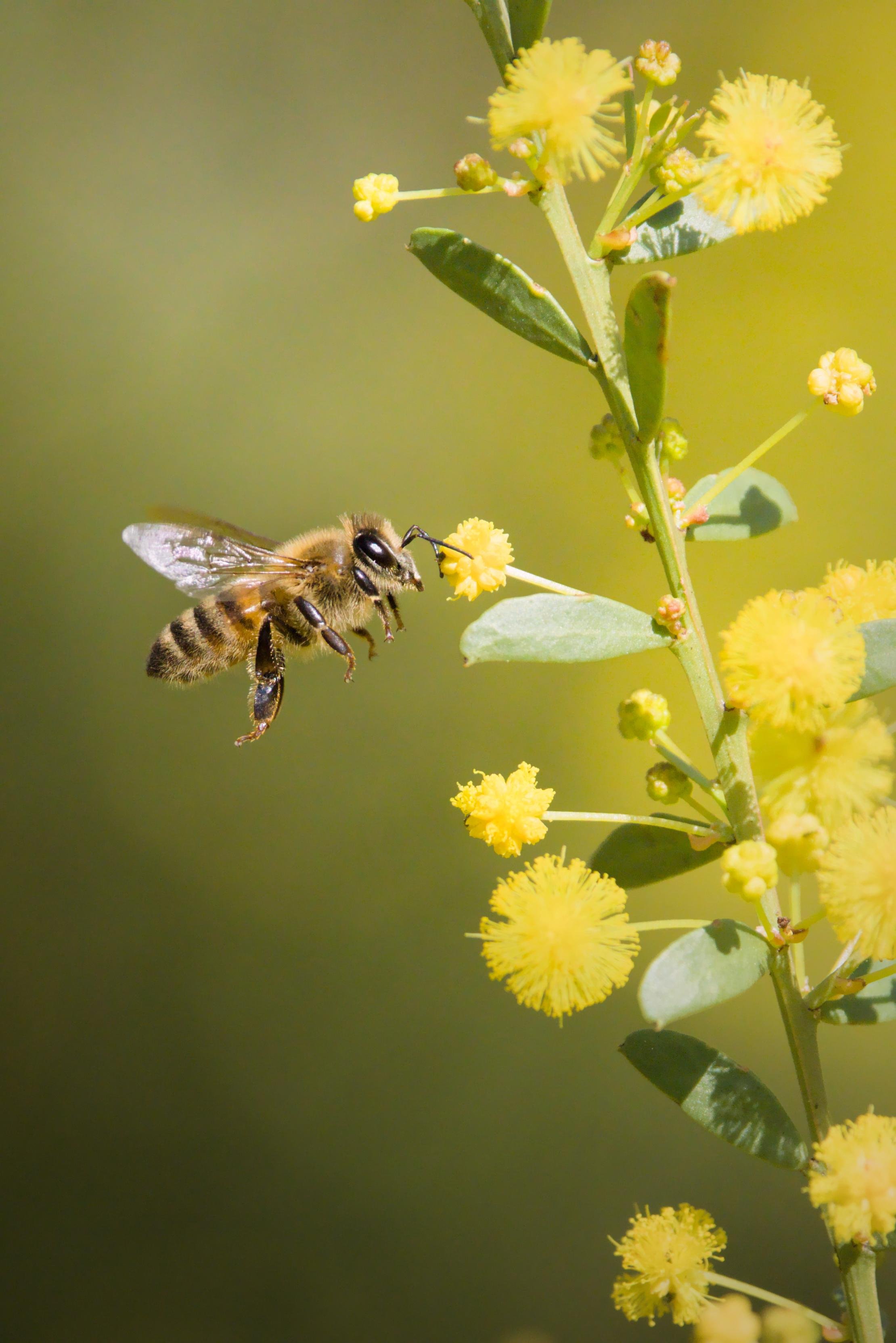 A honeybee hovering beside a green stem with oval leaves and round yellow puffball flowers, against a blurred green background.