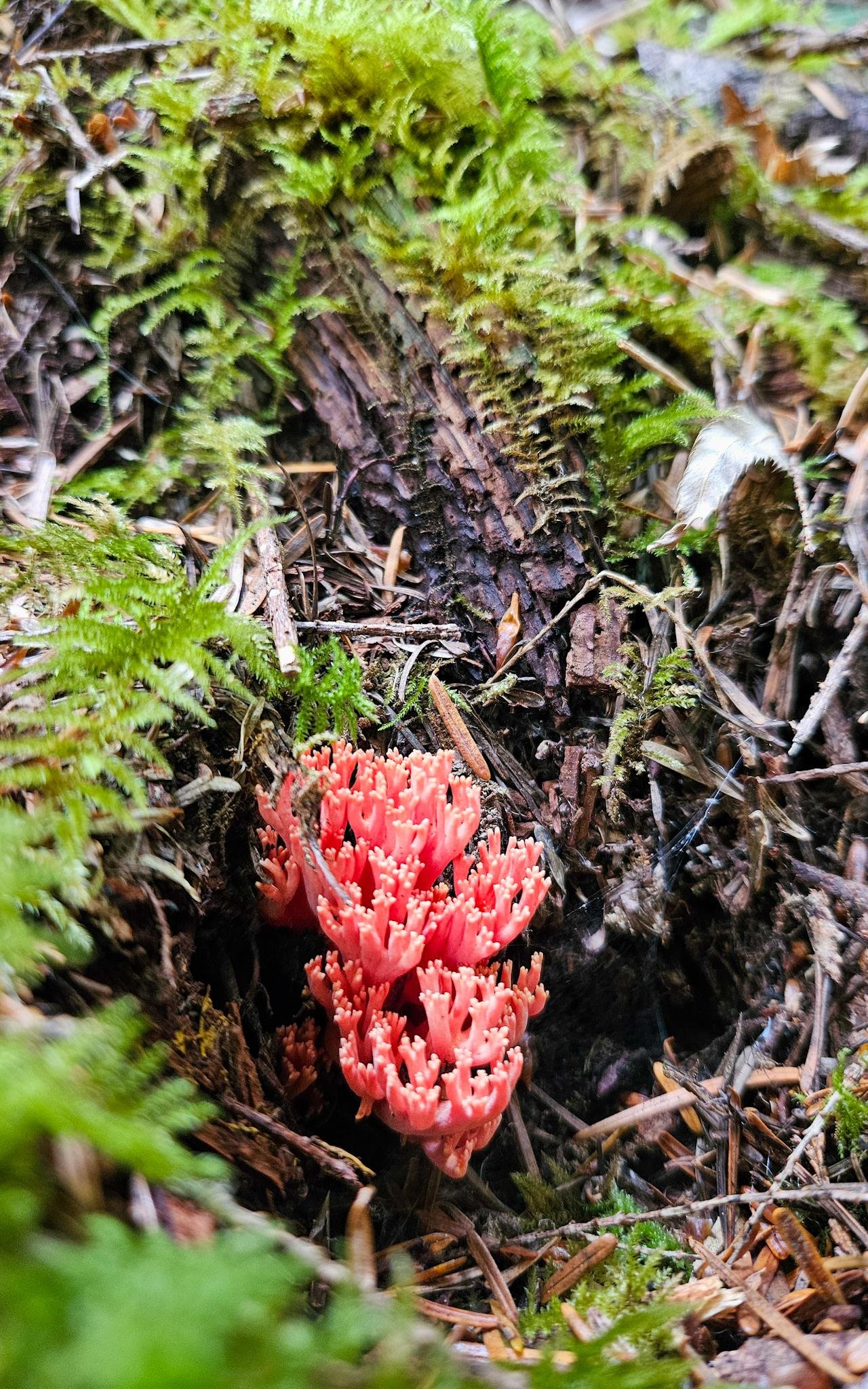 Close-up of a pink coral-like fungus growing from forest floor debris, surrounded by green moss, twigs, and dark wood chips.