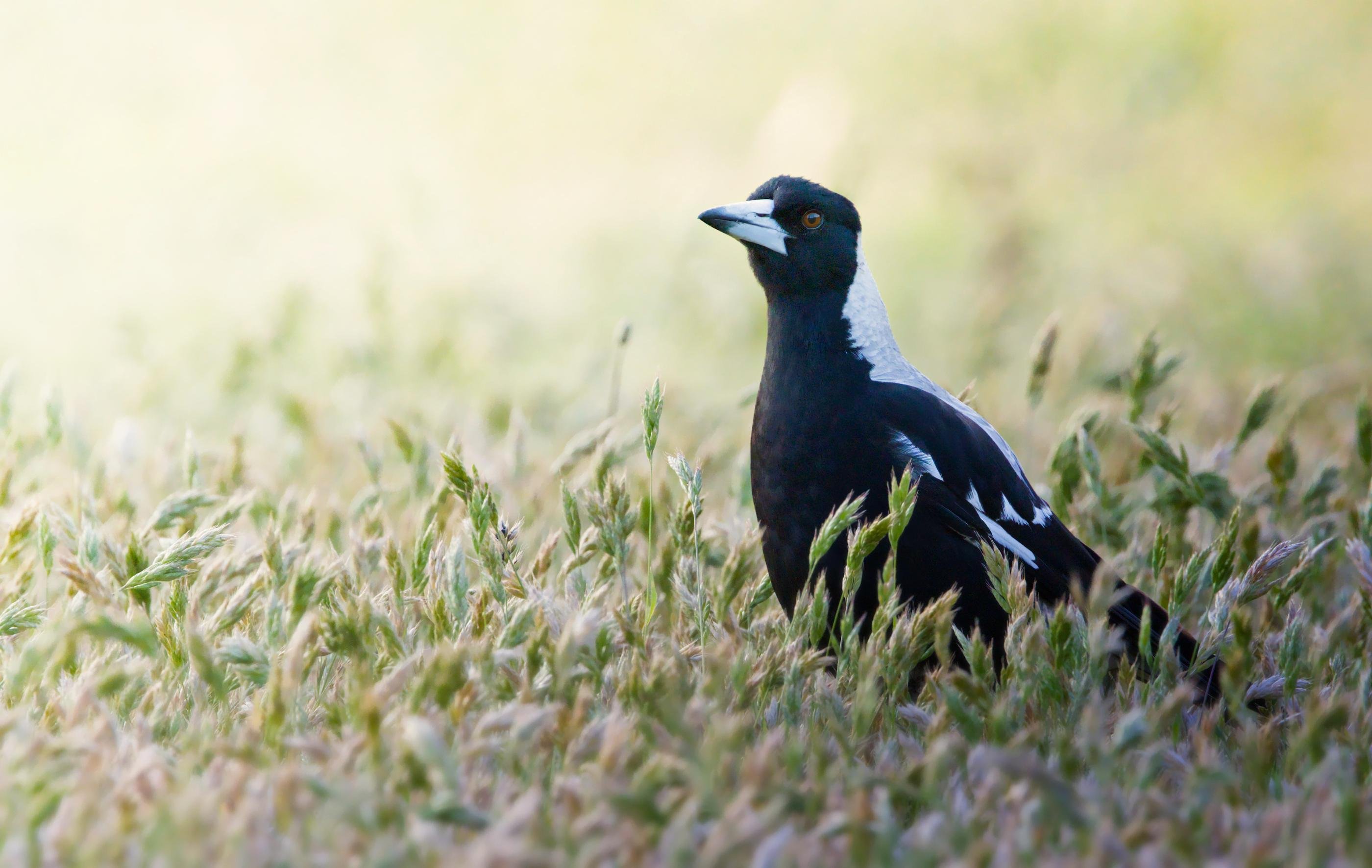 An Australian Magpie in tall grass, facing left, with a pale gray nape and white markings on its wings against a blurred green field background.