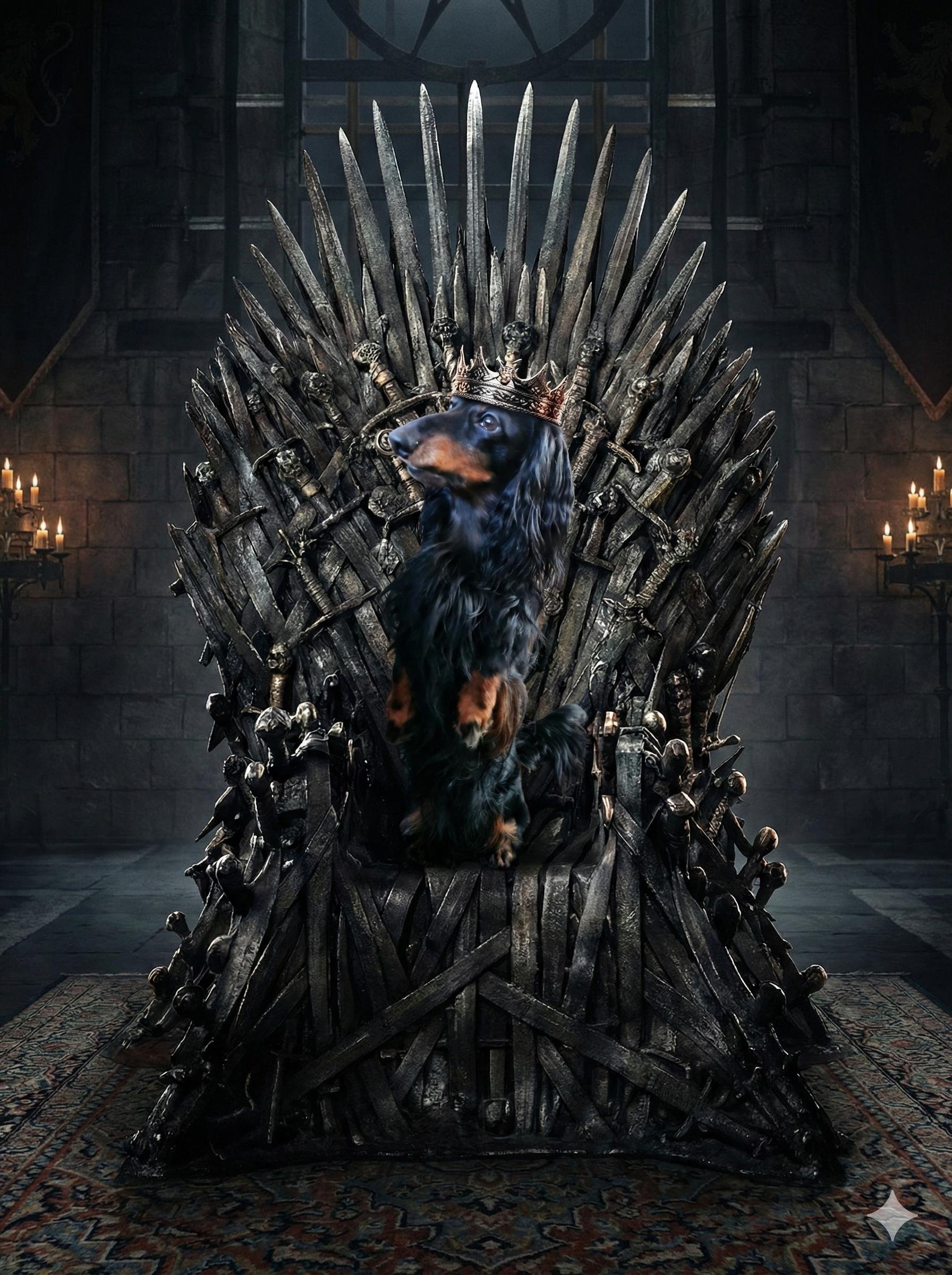 A cinematic, AI-generated image featuring Bas, a majestic long-haired black and tan dachshund, claiming his rightful place on the Iron Throne from Game of Thrones.
​Bas is sitting upright on his hind legs in the center of the frame, looking off to the side with a noble, stoic expression. He wears an ornate, crown-sized gold circlet nestled between his long, silky ears. The throne itself is a massive, menacing structure of fused grey swords, towering behind him. The setting is a dark, atmospheric stone hall with flickering candlelight on the sides and a patterned rug on the floor, creating an epic and moody "King of the Seven Kingdoms" vibe. It’s a playful and detailed parody that perfectly blends the high-stakes drama of Westeros with the adorable charm of a royal Doxie.