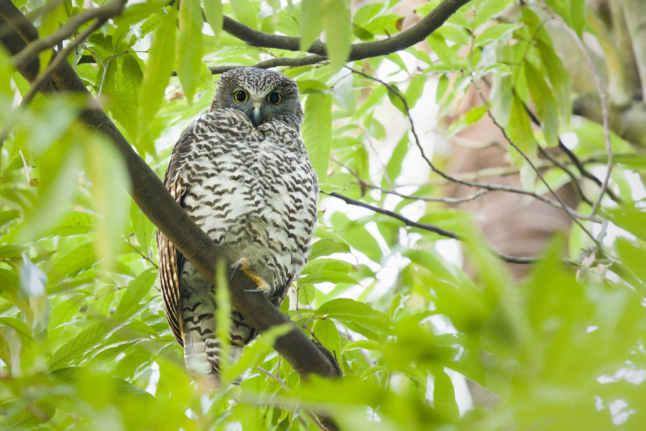 A Powerful owl perched on a diagonal tree branch, facing the camera, framed by dense green leaves and thin branches in a forest canopy.