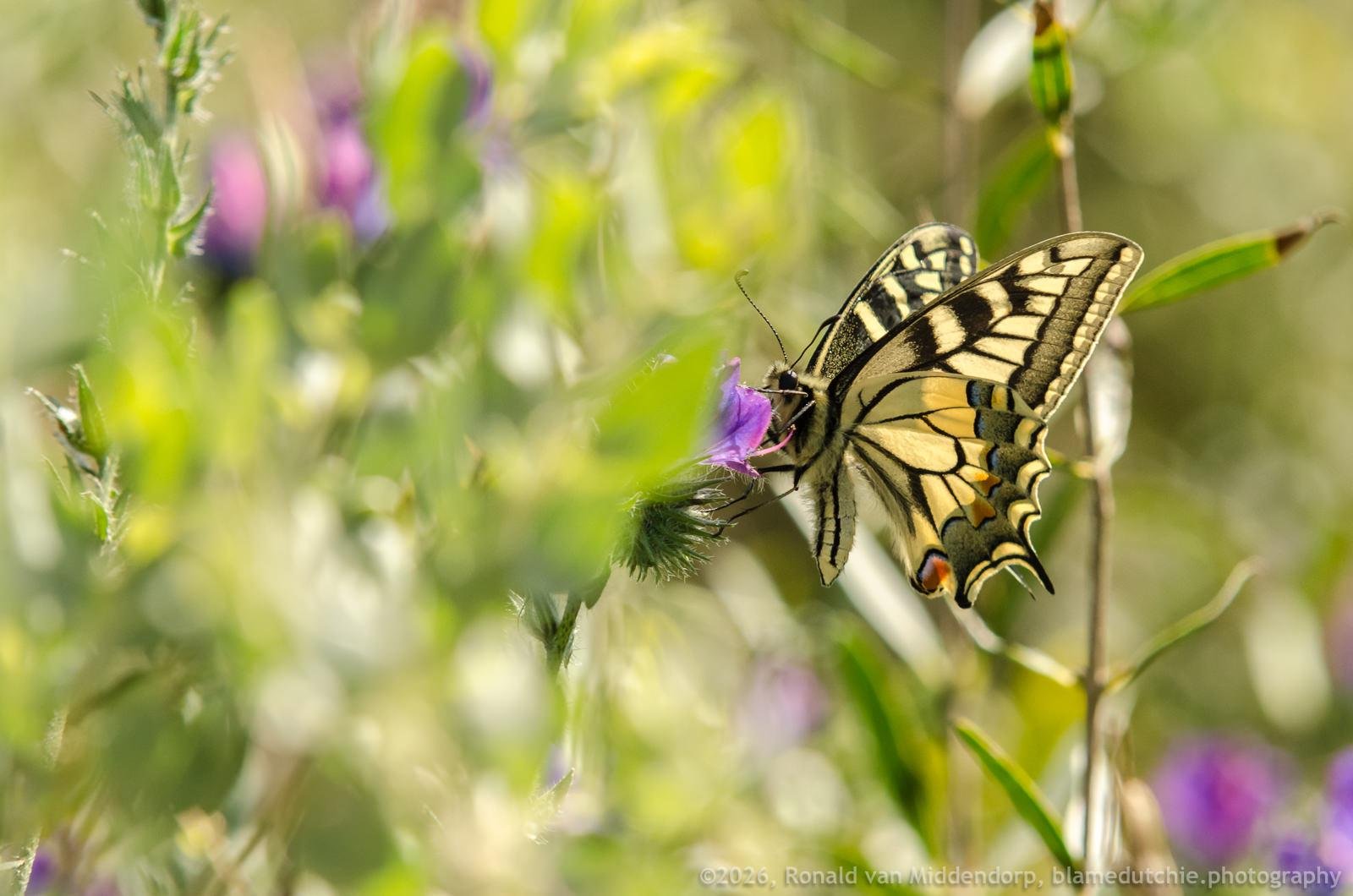 Yellow-and-black swallowtail butterfly with wings open, perched on a purple wildflower in a sunlit meadow; blurred green stems and scattered purple blooms in the background.
