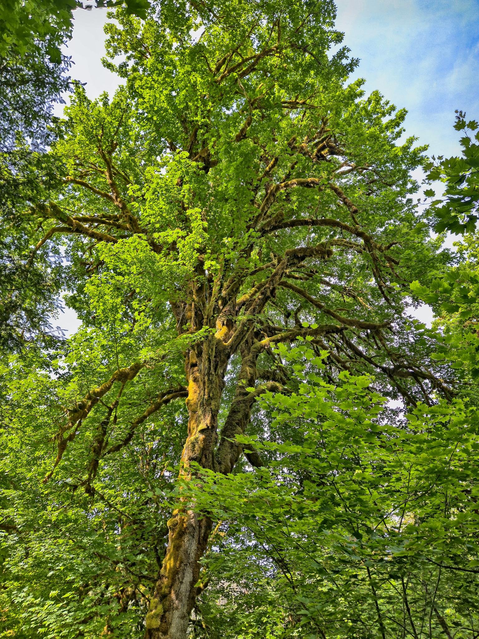 Tall, lush tree with thick, moss-covered branches and vibrant green leaves against a partly cloudy sky. Dense foliage surrounds the trunk, creating a rich, forested backdrop. Sunlight filters through the leaves, highlighting their texture and color.