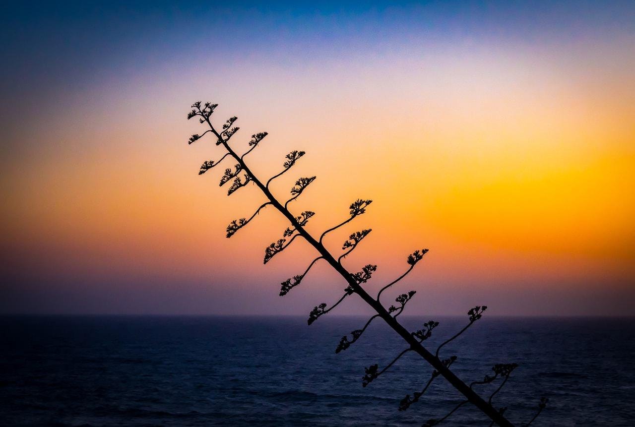 Silhouette of a plant stem with small buds, diagonally positioned against a sunset sky. The sky transitions from deep blue at the top to orange near the horizon. The ocean is visible at the bottom, appearing dark against the colorful sky.