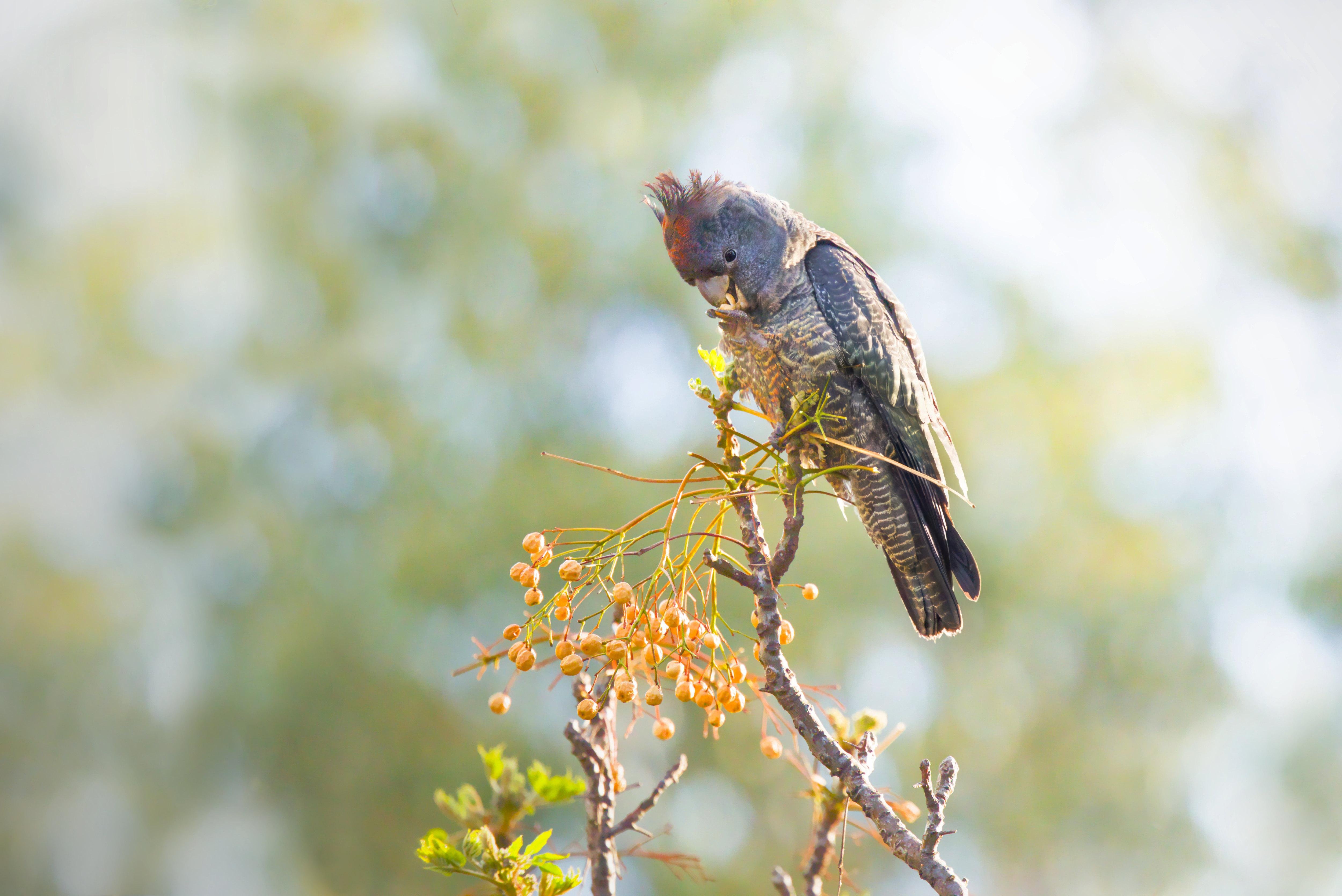 A male gang-gang cockatoo with a red crest perched on a thin tree branch of white cedar