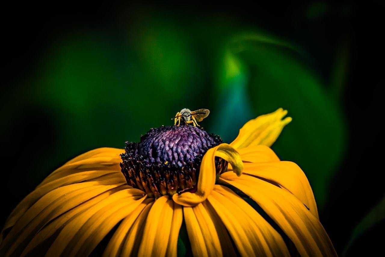 Yellow flower with a dark purple center, a small insect perched on top. Bright green blurred background.