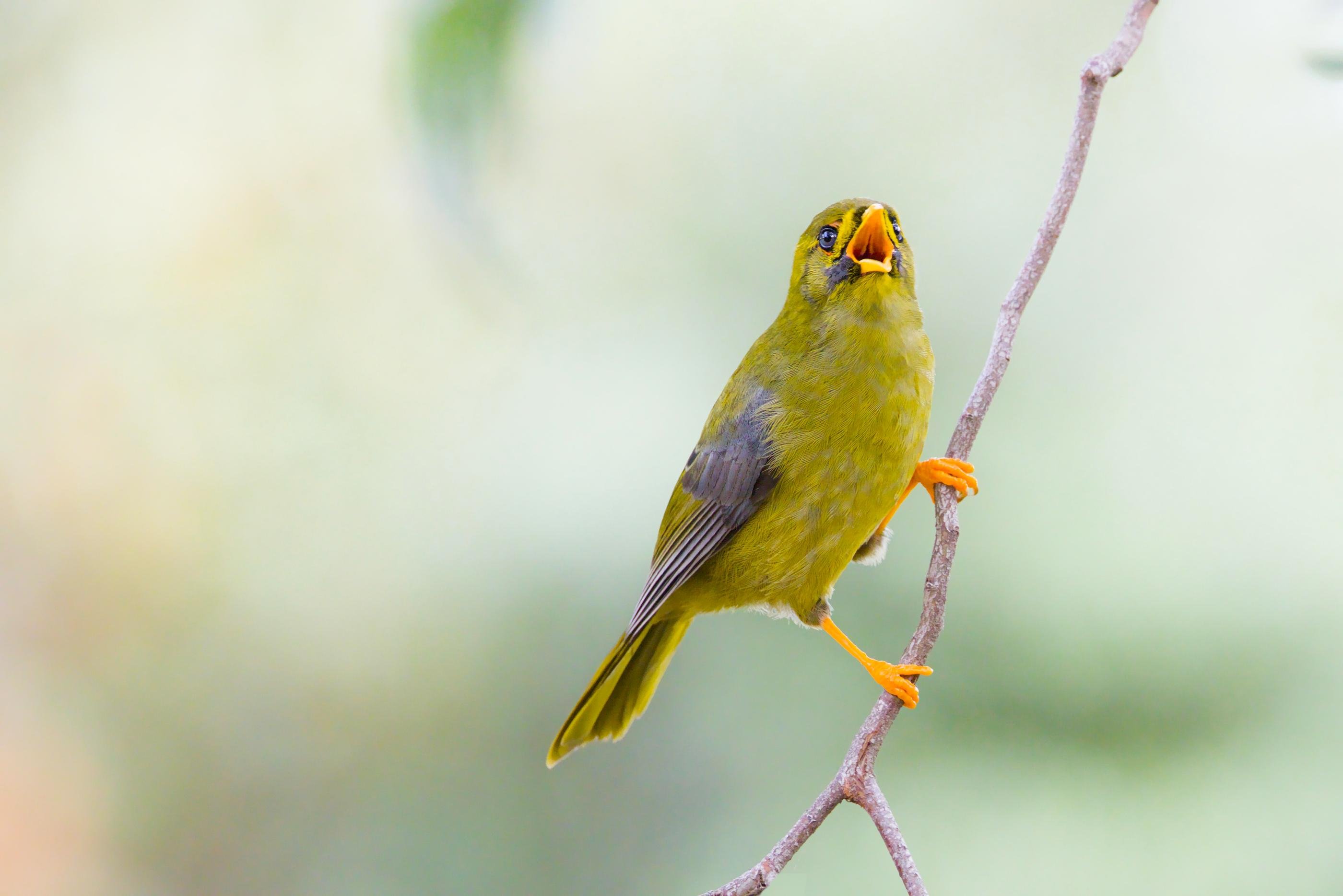 A Bell Miner perched on a thin branch, facing upward against a pale blurred background.