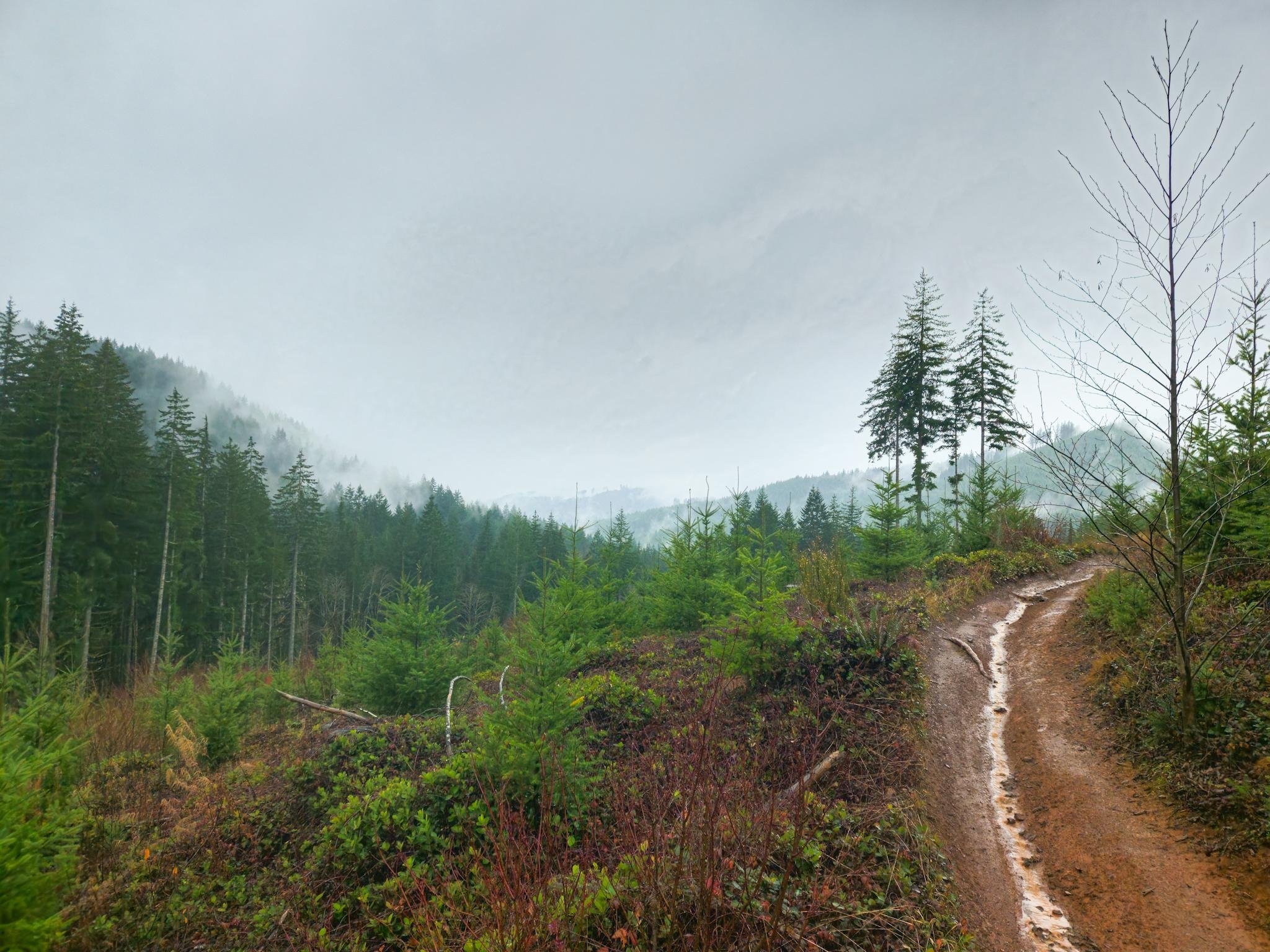 The image shows a forested landscape with a muddy trail winding through it. The area is lush with various trees and greenery, and the scene appears misty or foggy, giving it a serene and natural atmosphere. The trail leads into the distance, suggesting a path through the woods.