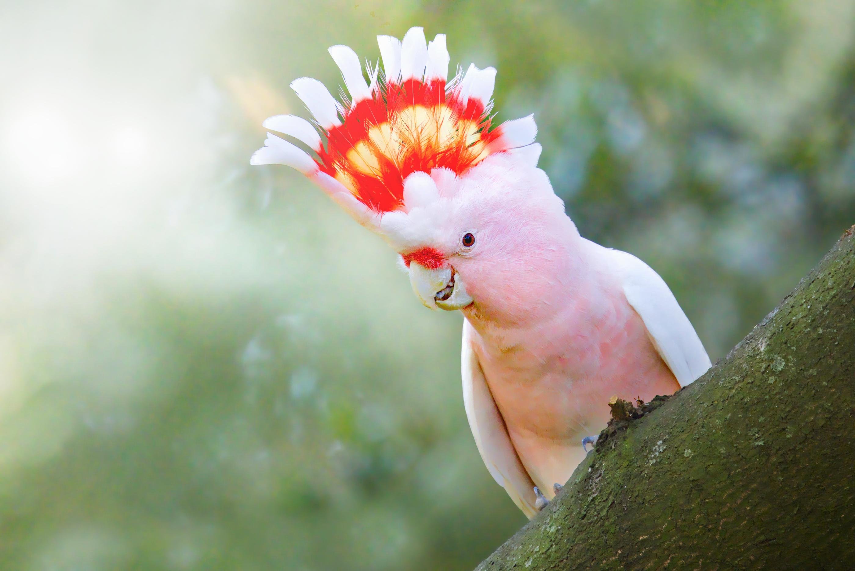 Pink cockatoo with a raised red-and-yellow crest perched on a slanted tree branch, facing left against a blurred green background.