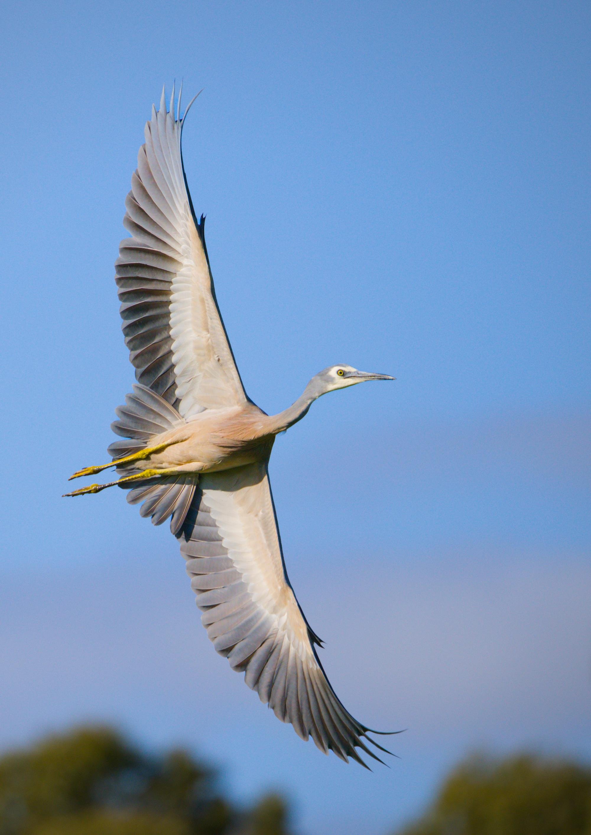 A white-faced heron in flight with wings fully spread, long neck and pointed beak extended, and yellow legs trailing against a clear blue sky.