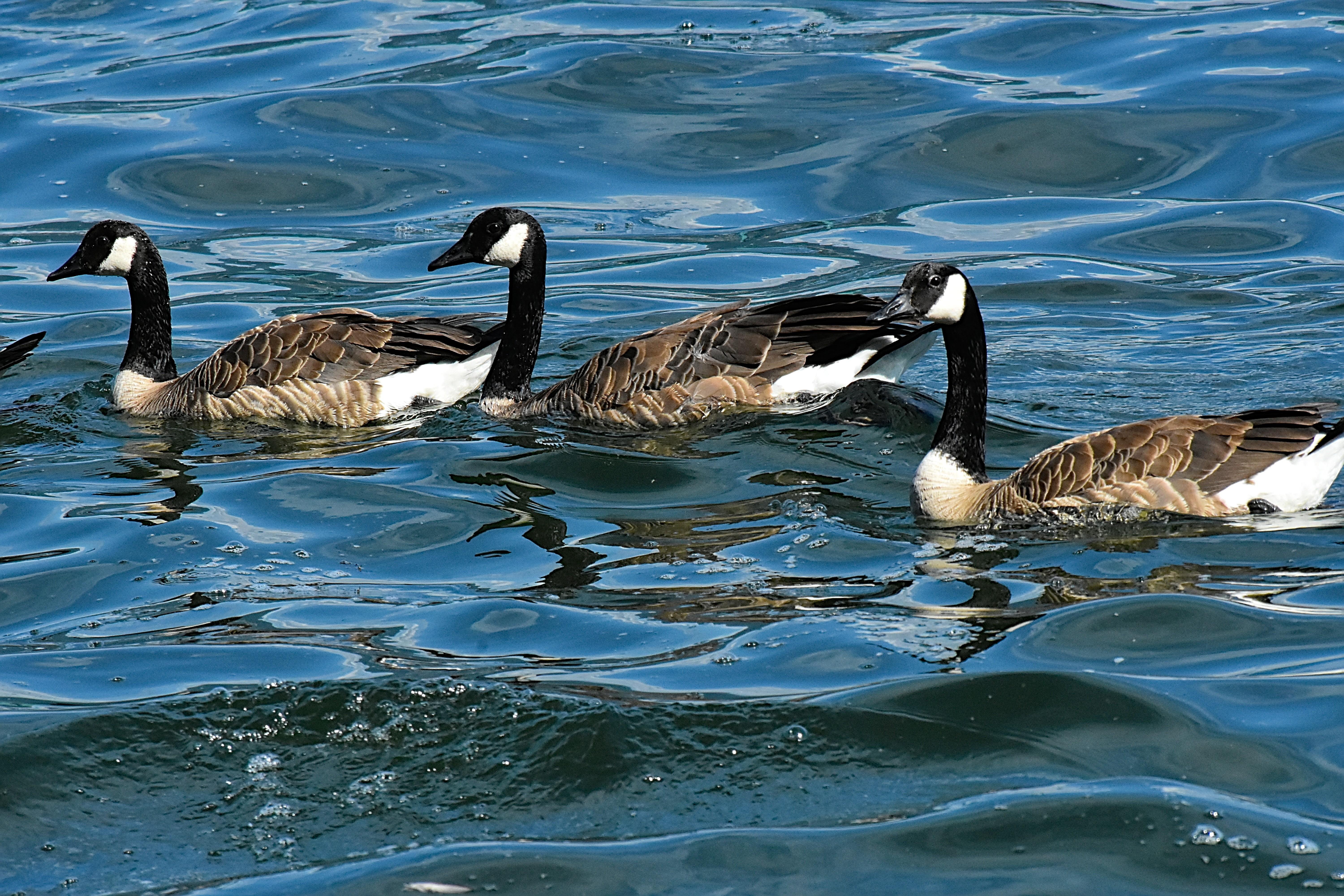
Se ven tres Ocas grandes nadando en medio de aguas azul oscuro onduladas y con muchos reflejos y algunas burbujas. Las aves tienen largos cuellos de color negro con el carrilo blanco. El cuerpo es de color gris oscuro y el vientre blanco.

Si estás leyendo este texto es porque tienes dificultades de visión y espero que te haya ayudado a ver la imagen. Si no ha sido así, te agradecería los comentarios.
Si lo has leído aunque ves la imagen sin problemas recuerda que debes poner un texto alternativo en tus archivos multimedia para que todo el mundo pueda disfrutarlos.