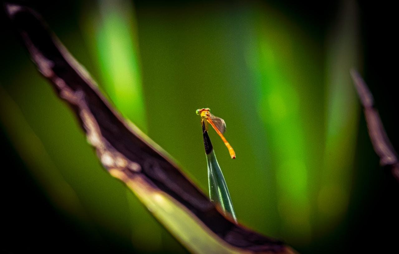 The image shows a close-up of a small orange dragonfly or damselfly perched on the tip of a green leaf. The background is blurred with shades of green, emphasizing the insect in the foreground.