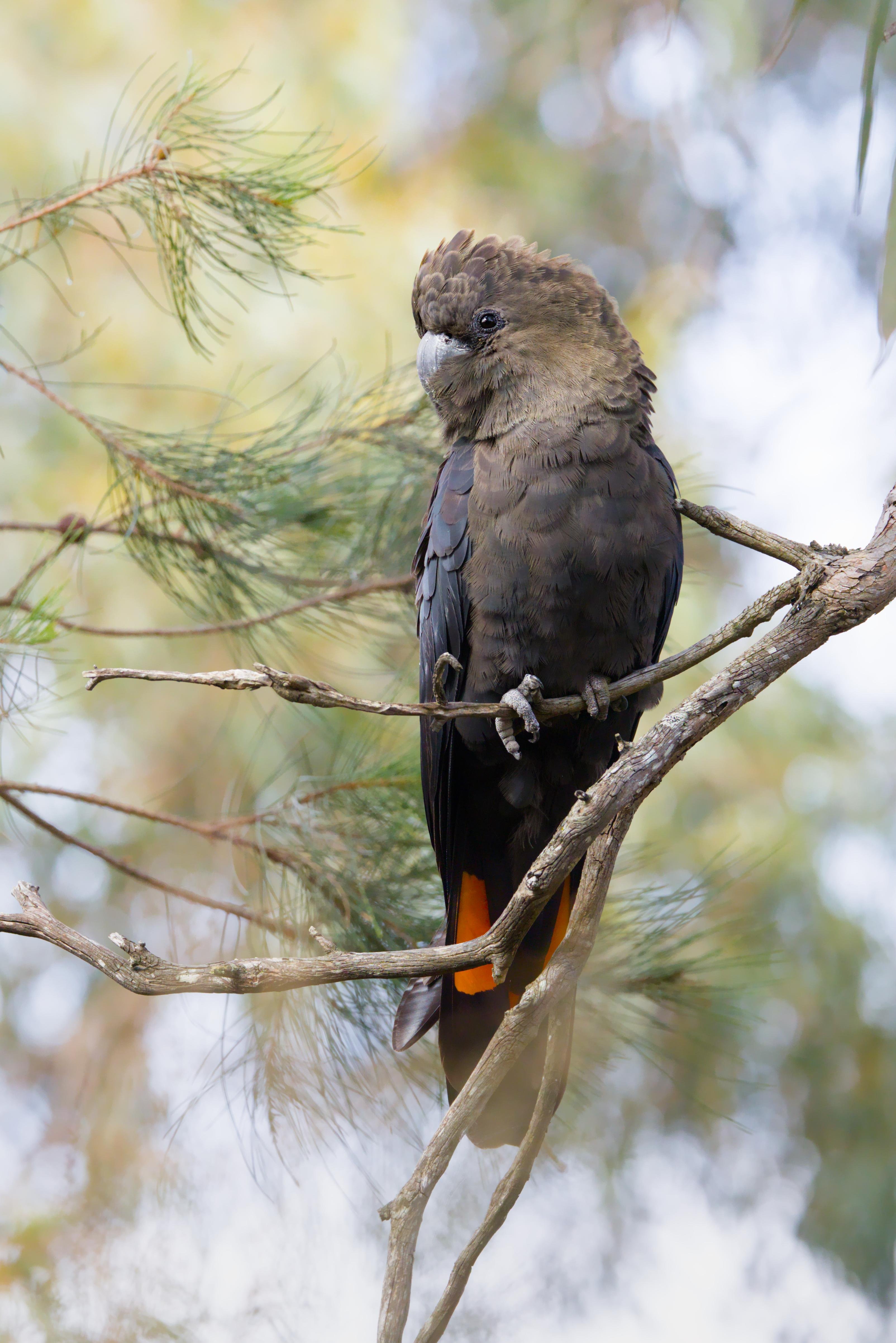 A Glossy Black Cockatoo perched on a thin tree branch, with a small orange patch visible under its tail