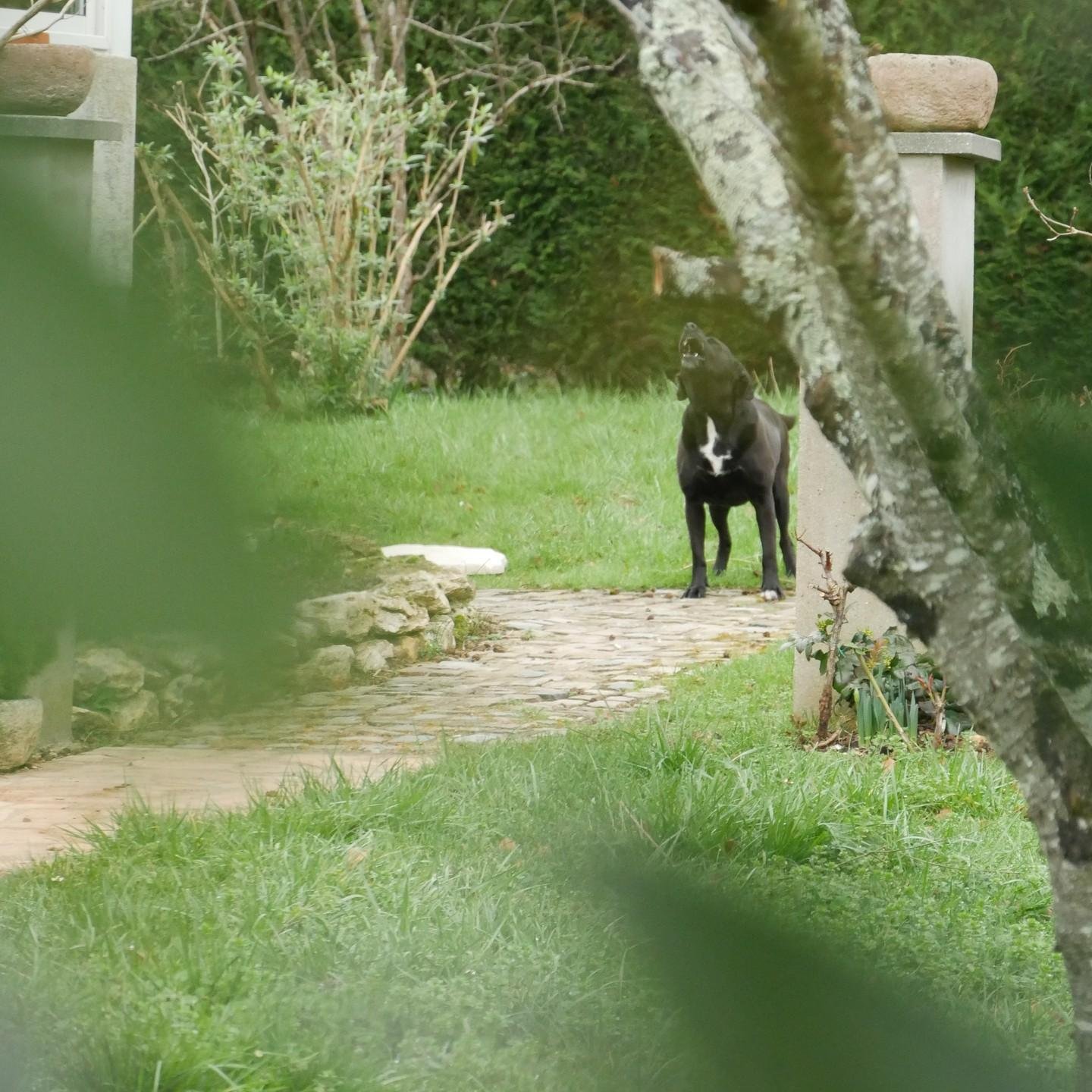 The image shows a black dog with a white patch on its chest standing on a path in a yard. There are some trees and bushes around, and the dog is looking upwards, barking.
