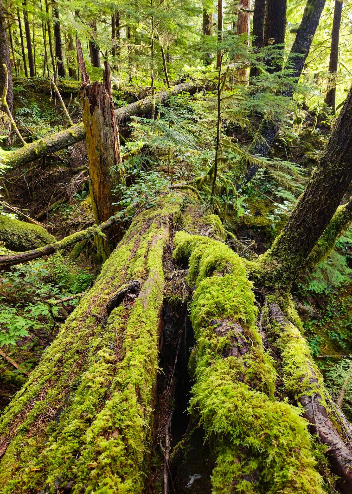 Moss-covered fallen log in the foreground leading into a dense evergreen forest, with a broken tree stump and ferns among shaded undergrowth and tall tree trunks in the background.