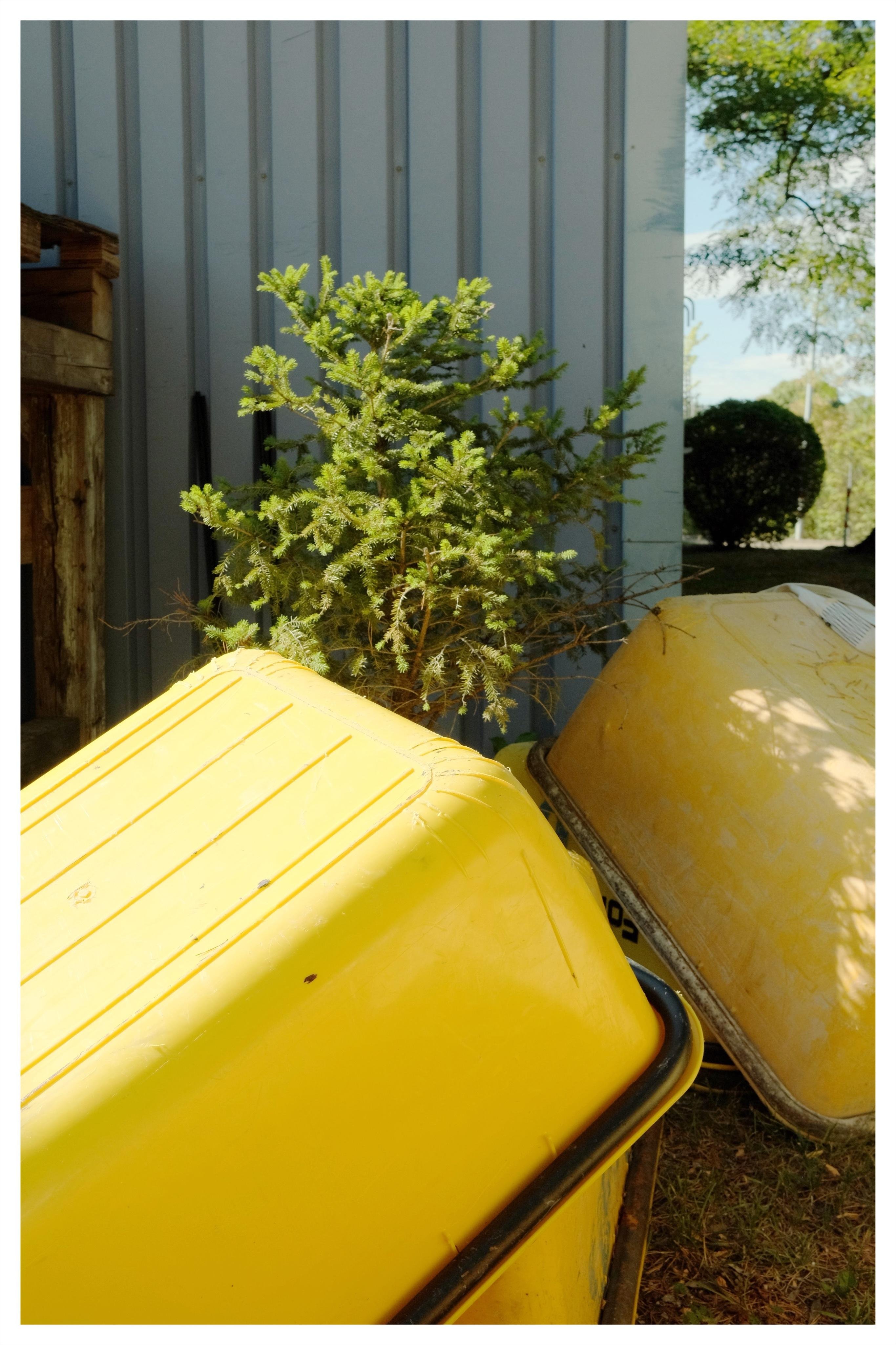 Small evergreen tree growing beside a corrugated metal wall, with two large yellow plastic bins lying tipped over in the foreground and trees visible in the background.