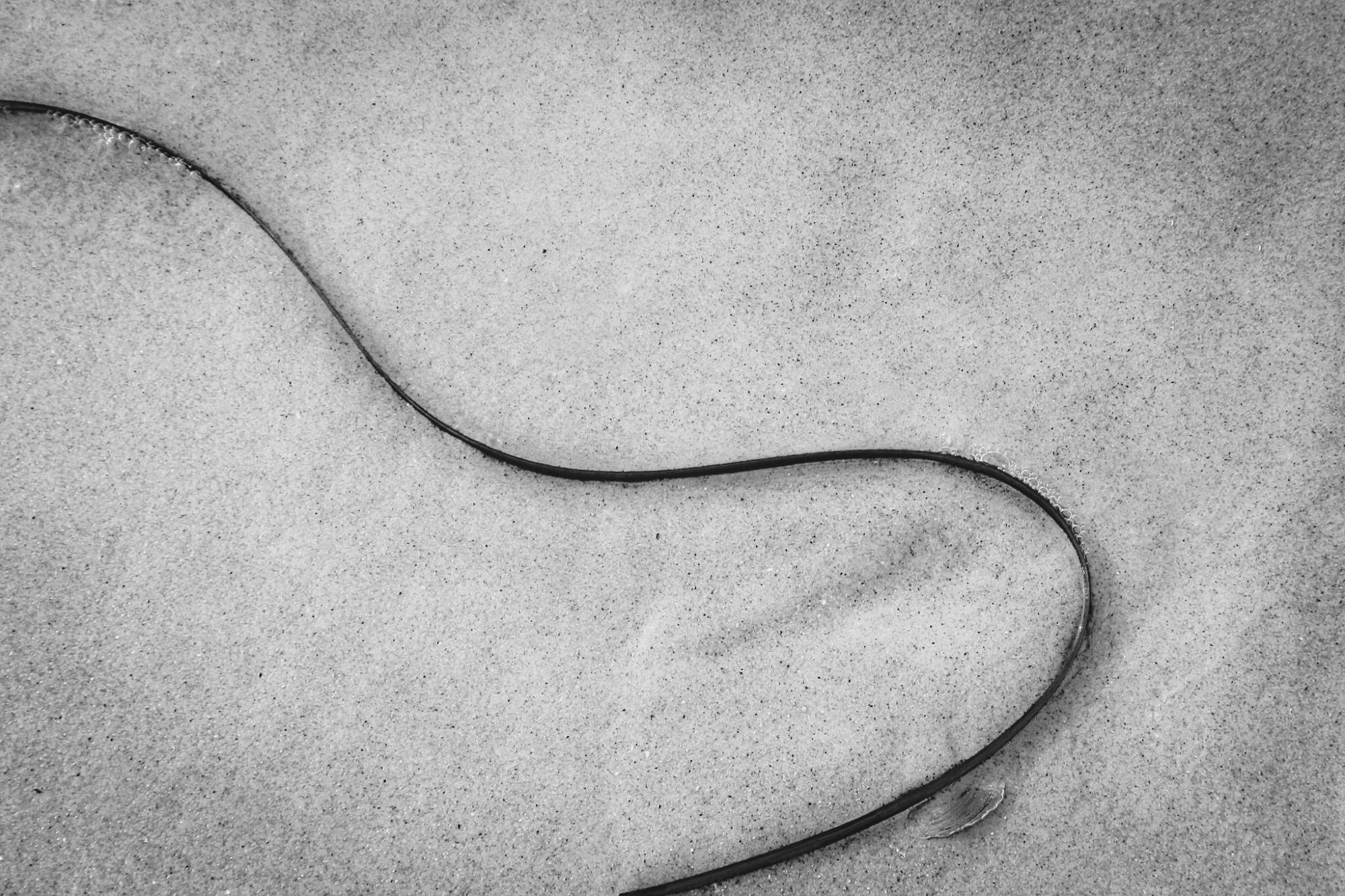 A curved blade of grass lies on light gray sand, forming an S-shaped line across the image, with faint ripples and scattered grains of sand visible. In the lower right corner, a seashell lies next to the blade of grass.