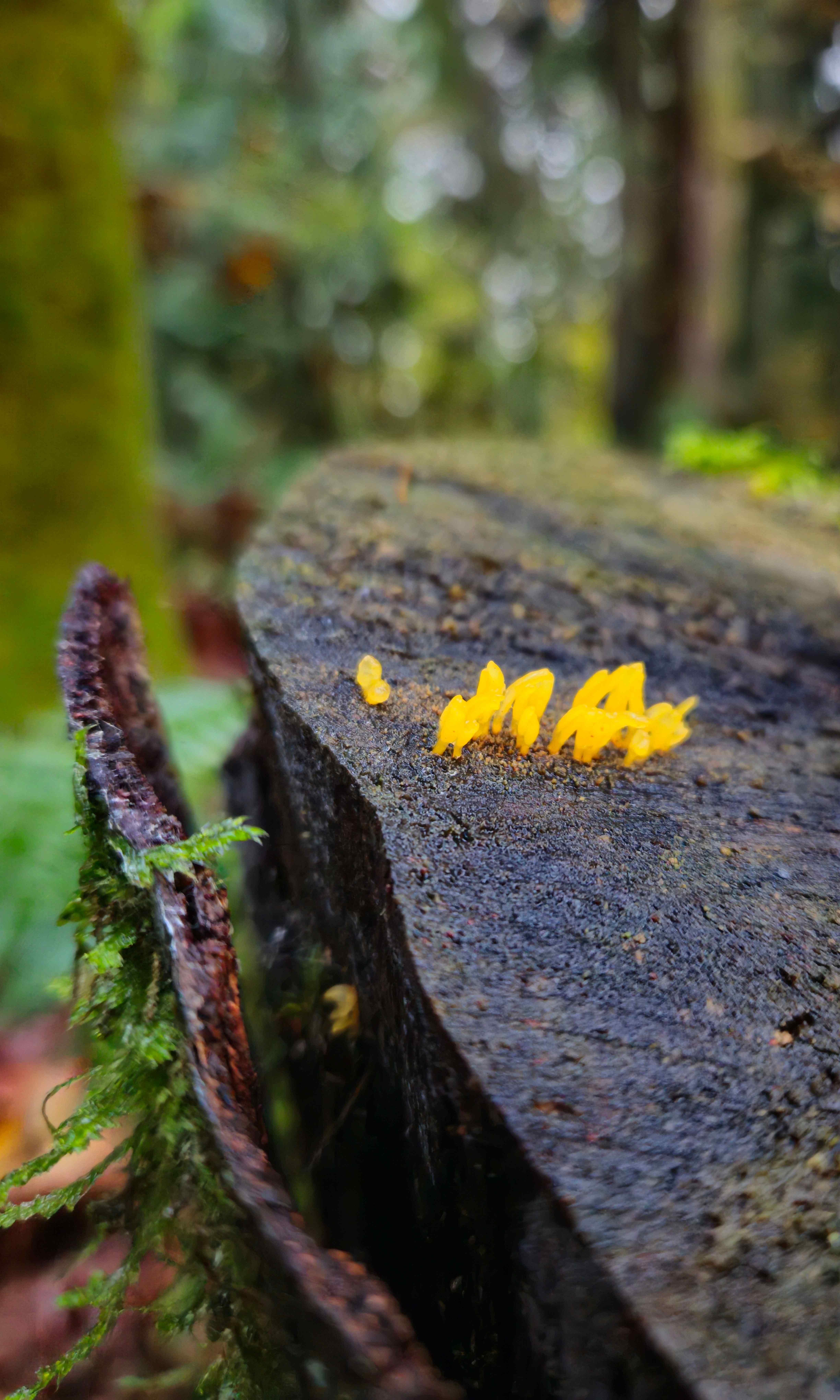 The image shows a close-up of the top of a tree stump with bright yellow fungi growing on it. The background is blurred, suggesting it was taken in a forest setting. The fungi stand out against the dark, rough texture of the stump.