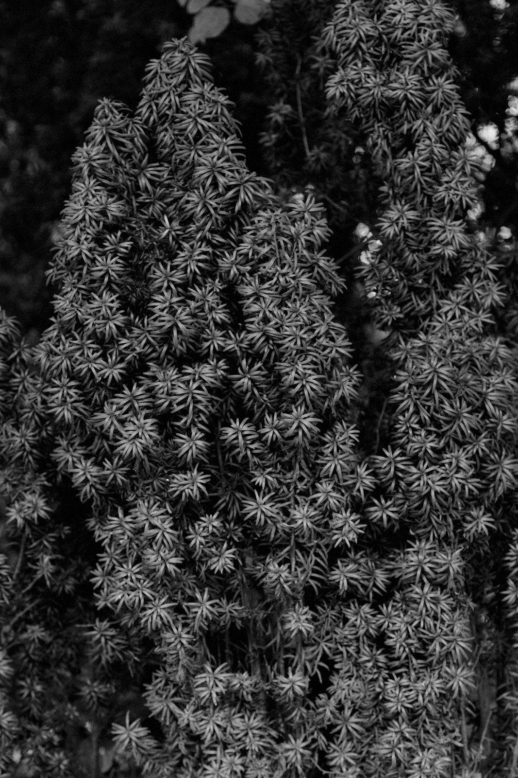 Photo format portrait en noir et blanc montrant un ensemble de petites feuilles en grappes formant comme des explosions de feu d’artifices
