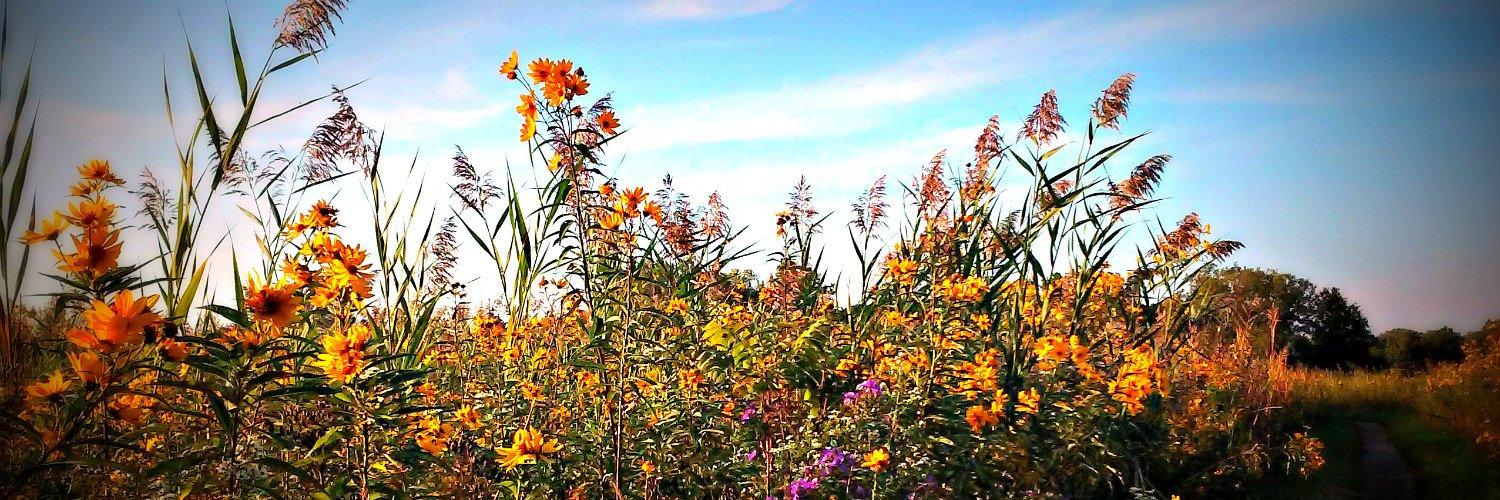 header profile