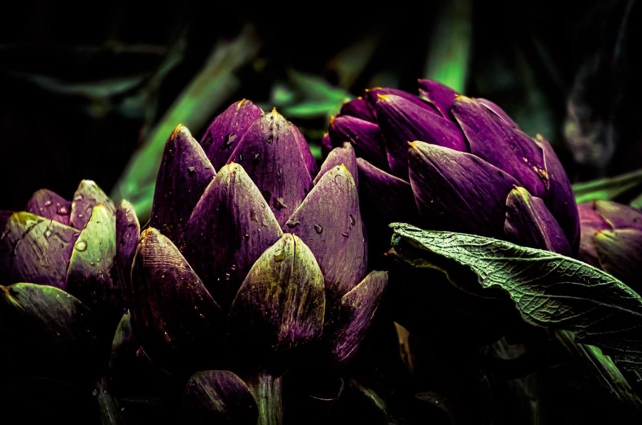 Close-up of two purple artichoke buds with water droplets on their outer leaves, surrounded by dark green foliage against a black background.