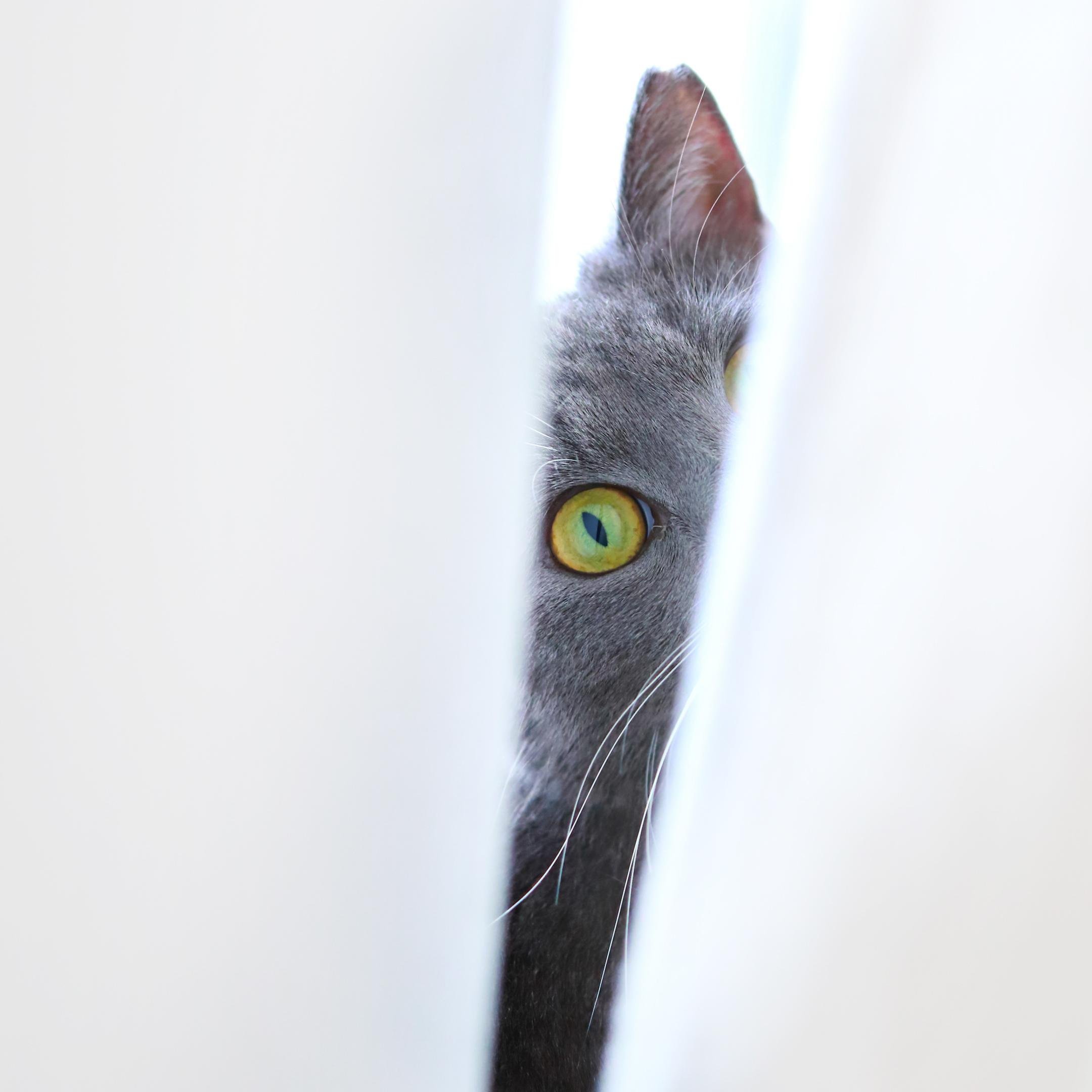 The image shows the eye and part of the face of a gray cat peeking through a gap between white curtains. The cat has striking yellow-green eyes.