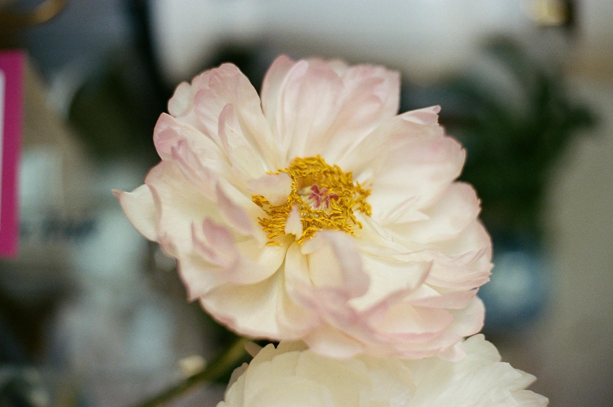 Close-up of a pale pink and cream flower with a yellow center, softly blurred background.