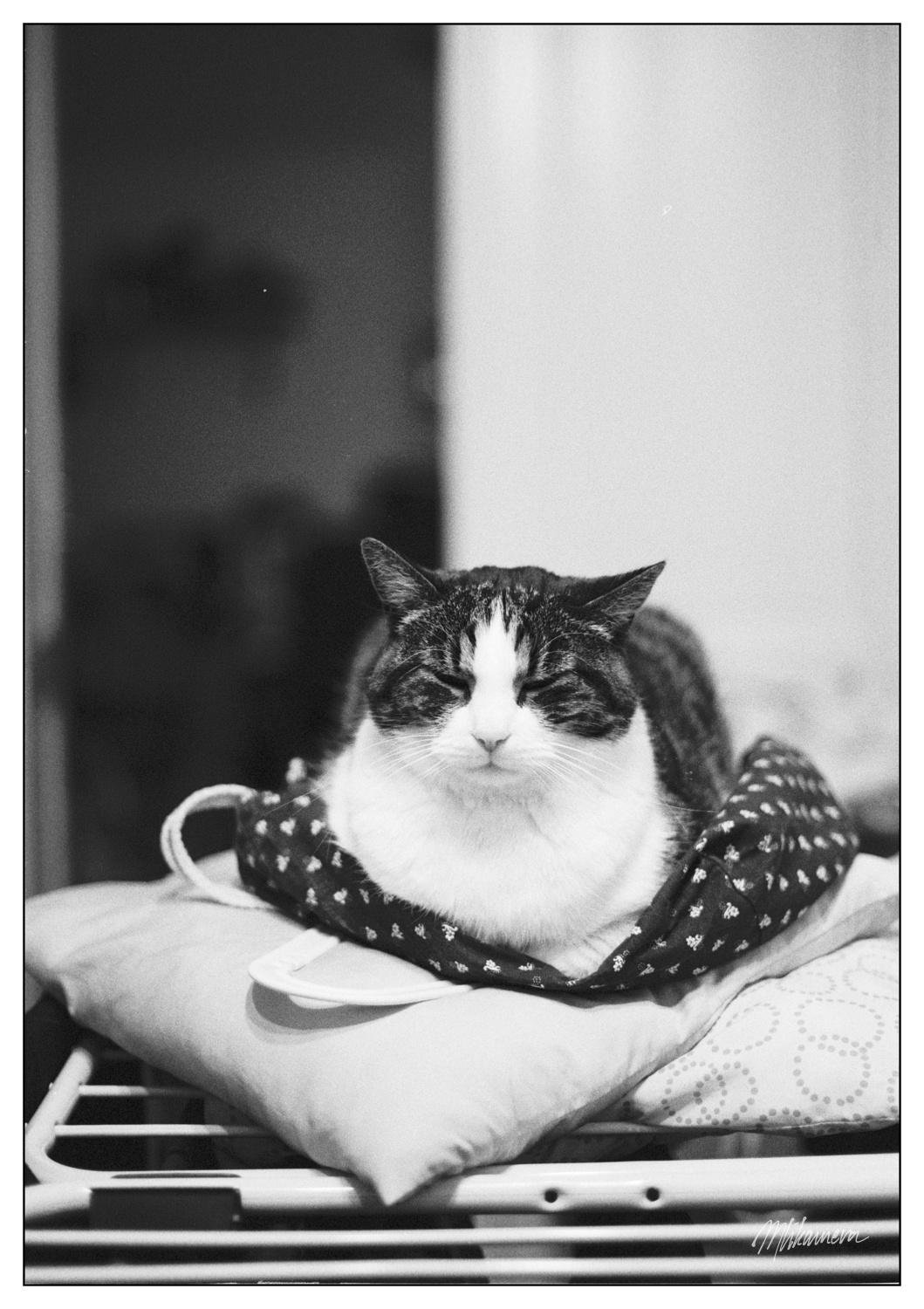 Black-and-white photo of a tabby-and-white cat lying on a patterned cloth atop stacked pillows on a metal rack, centered in the frame with a blurred indoor background.