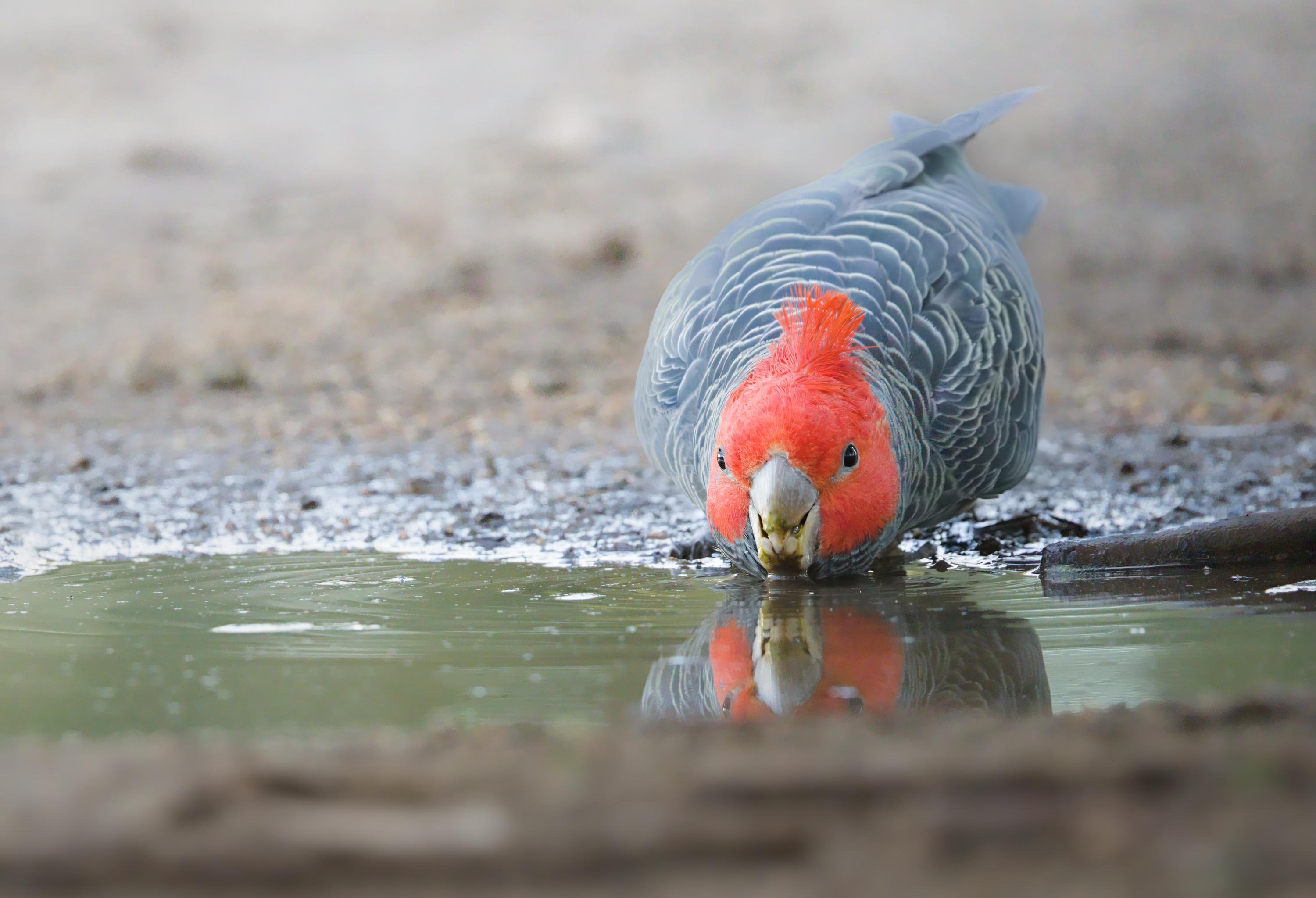 A male ganggang drinking from a shallow puddle, its beak touching the water and its reflection visible on the muddy ground.
