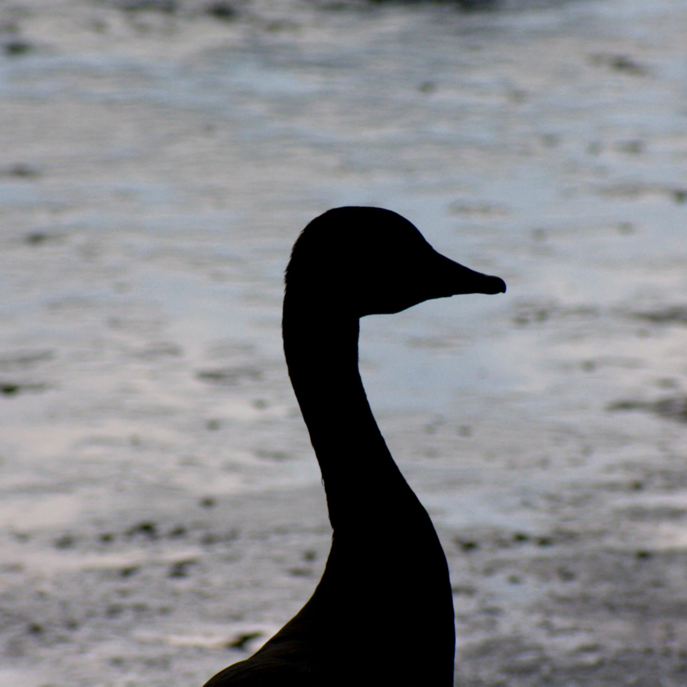 A photo of a goose in silhouette against a lake 