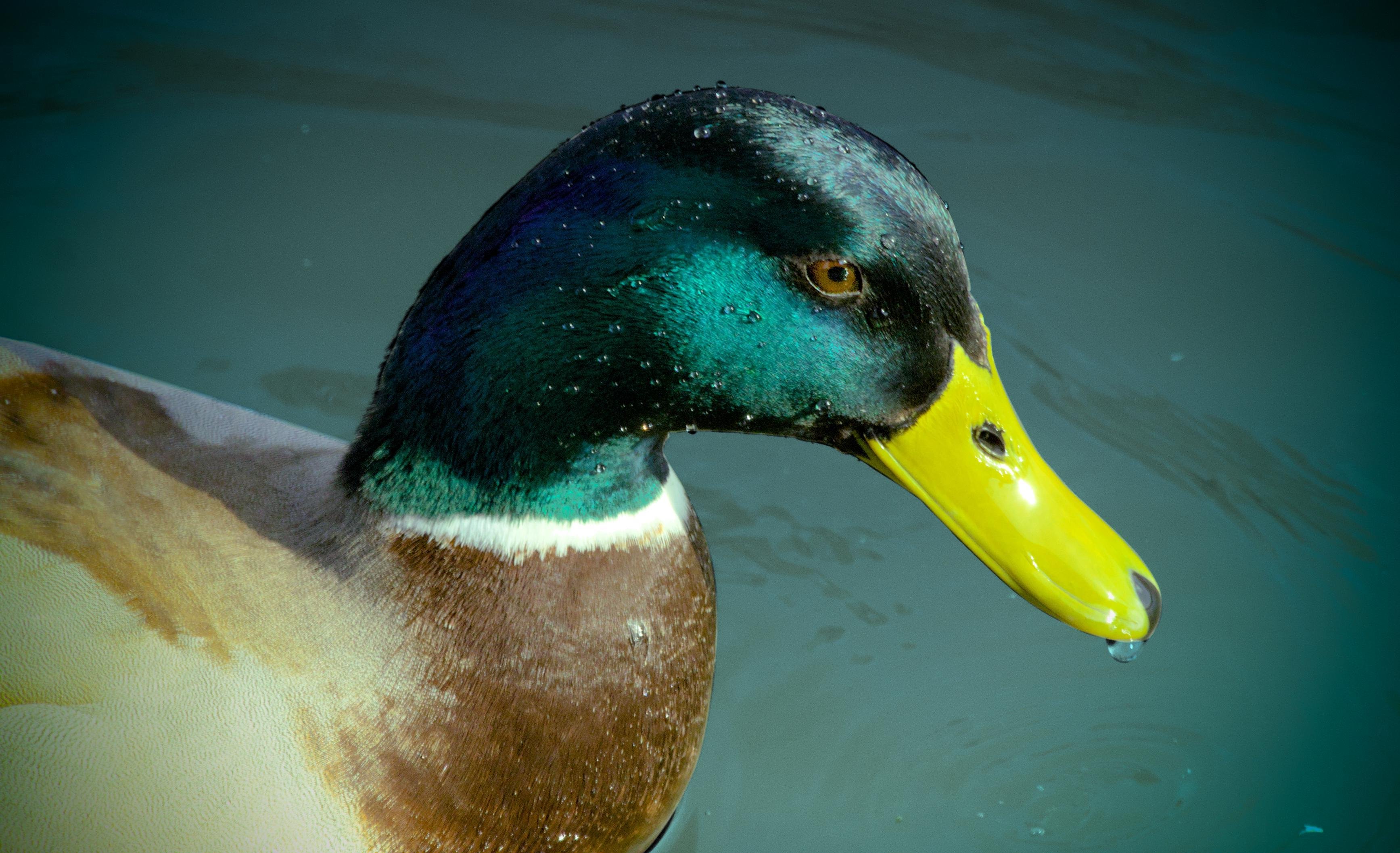 La photographie représente un canard colvert mâle de profil cadré au buste sur l'eau. Sa tête est d'un vert irisé caractéristique, son bec est jaune et son corps est brun. Une goutte d'eau pend à son bec.