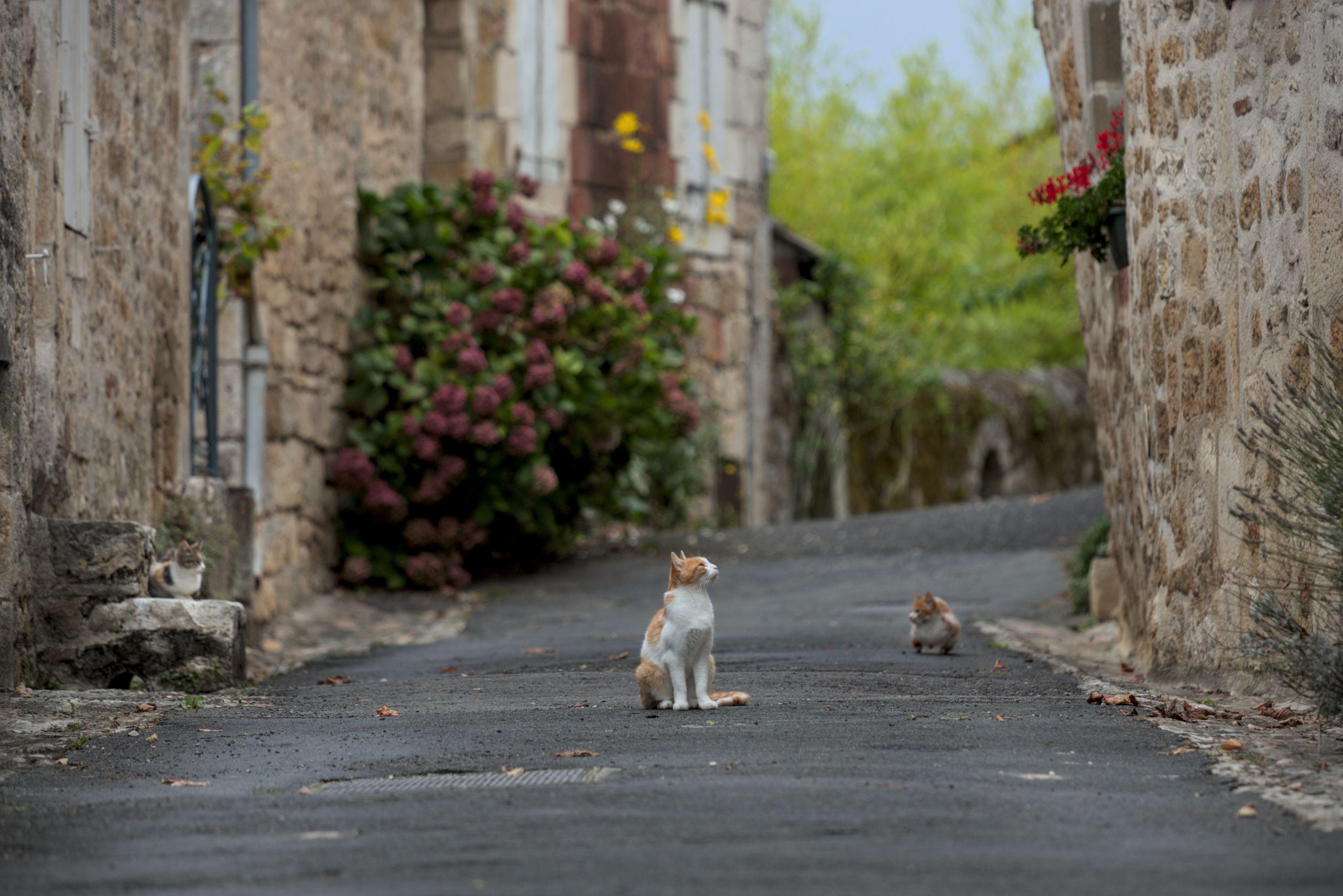 Une chatte au centre de la photo qui regarde en l’air, et de part et d’autre de l’image, deux chatons la suivant de près