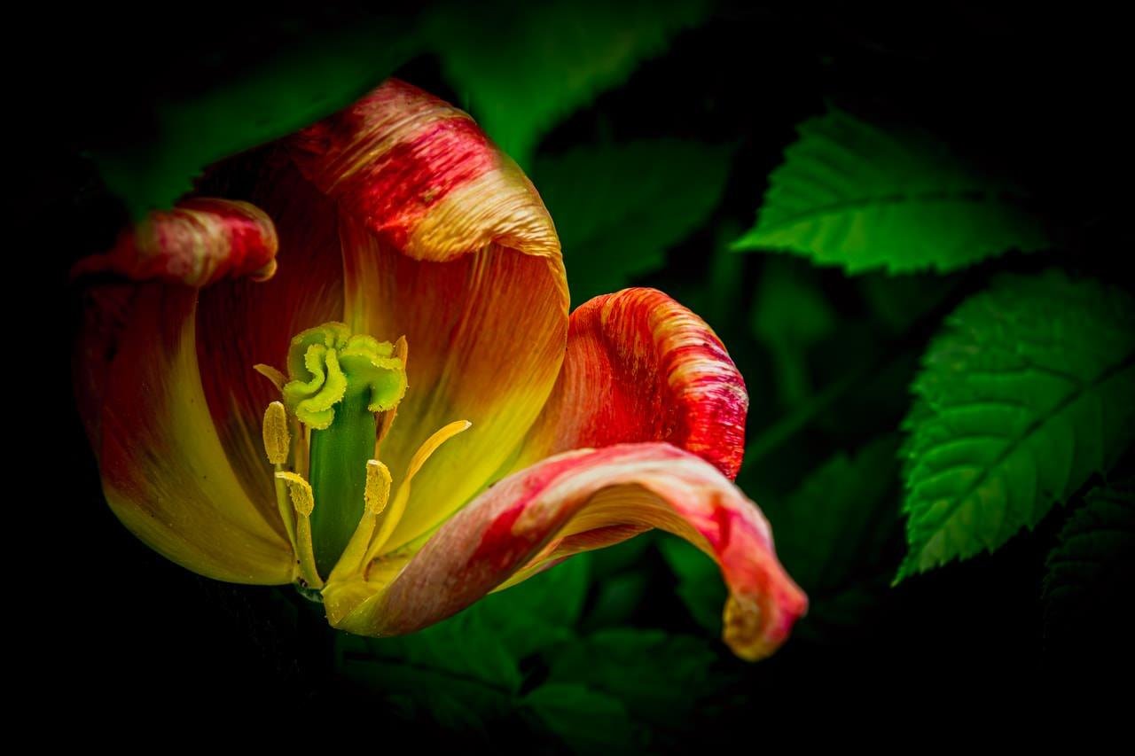 Close-up of a partially open tulip with red-and-yellow striped petals curling outward, showing green pistil and yellow stamens, against a dark background with green leaves.
