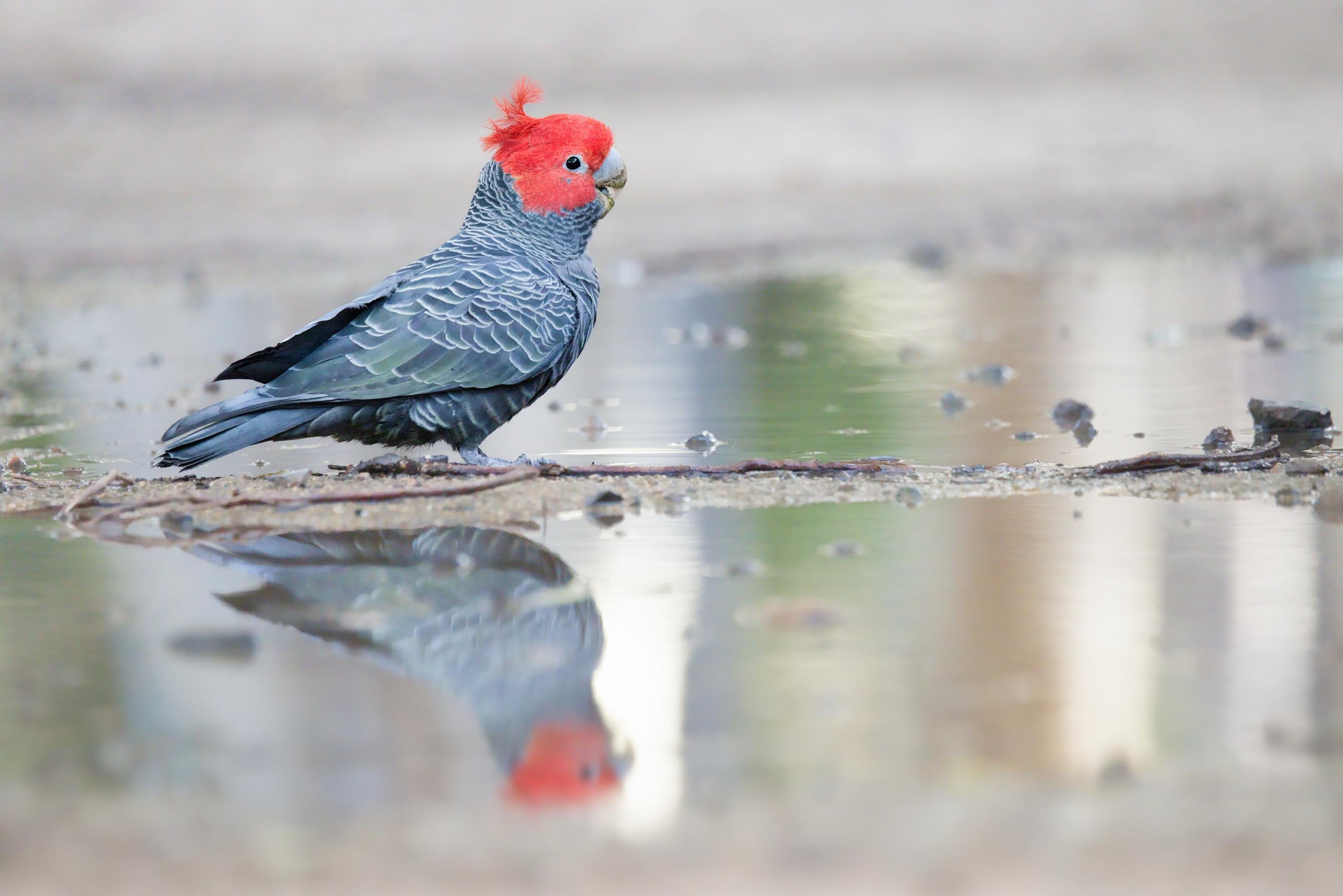A male gang gang is standing on a muddy edge beside a shallow puddle, its reflection visible in the water against a blurred background.