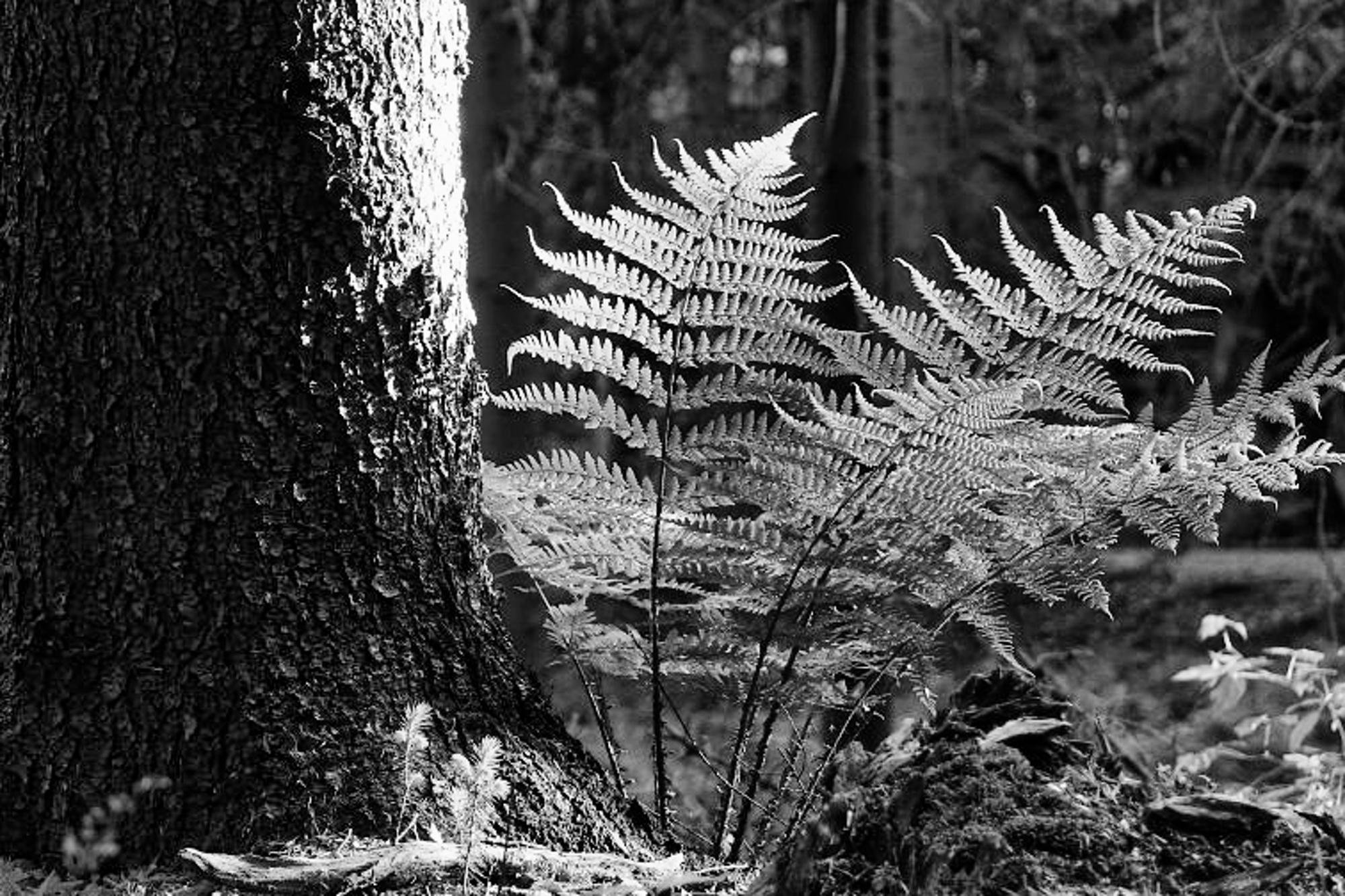 Black-and-white close-up of fern fronds growing beside the base of a large tree trunk in a forest, with moss and leaves on the ground and blurred trees in the background.