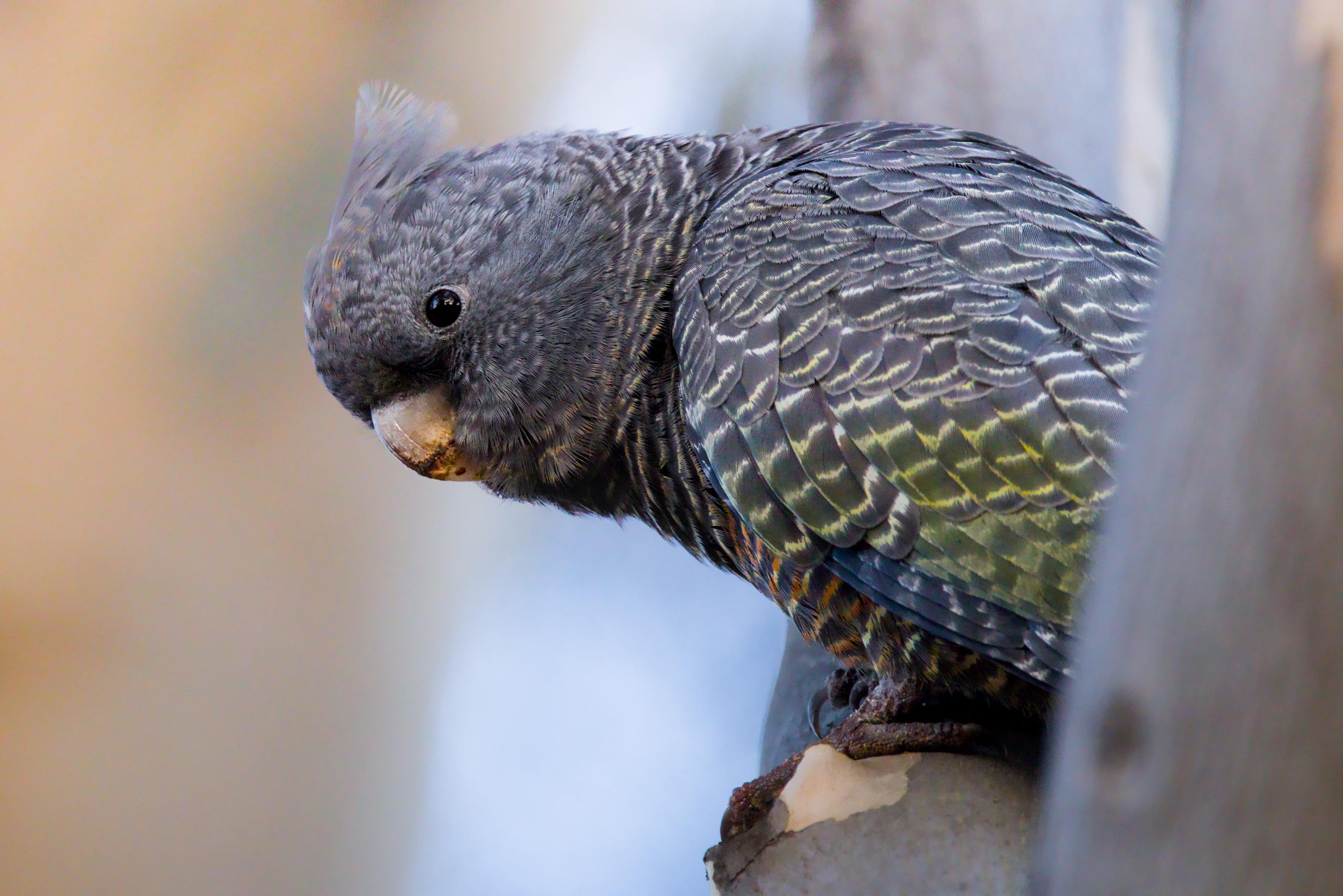 Close-up side view of a female Ganggang with scalloped green-black wing feathers perched on a branch, head tilted downward against a blurred background.
