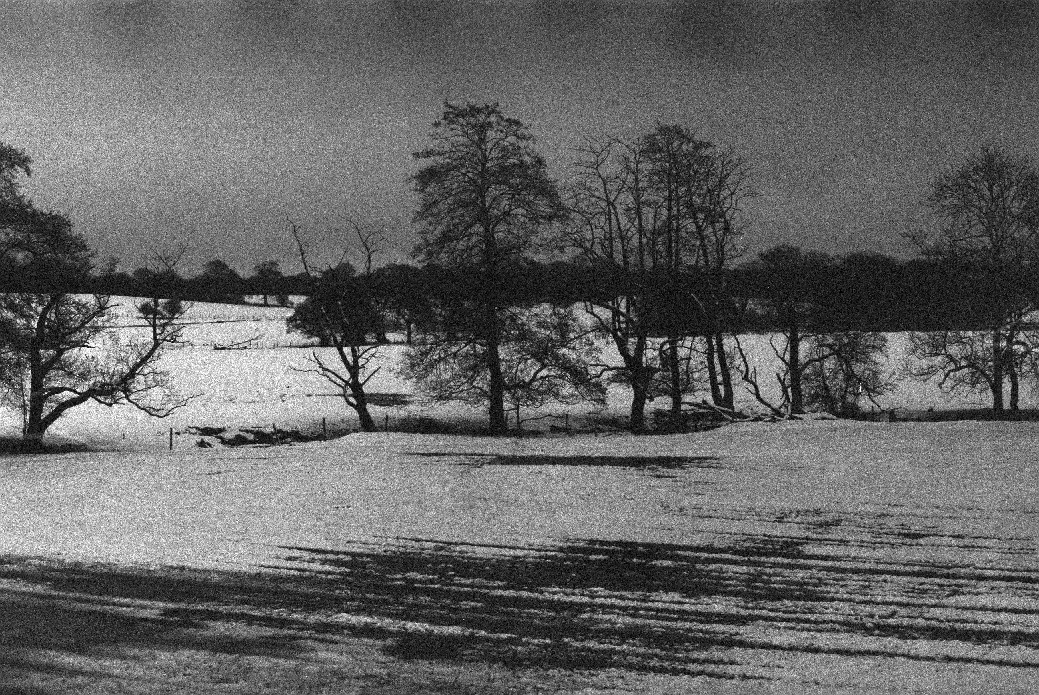 black and white film photograph of a row of winter trees under a murky sky standing in a snow covered field