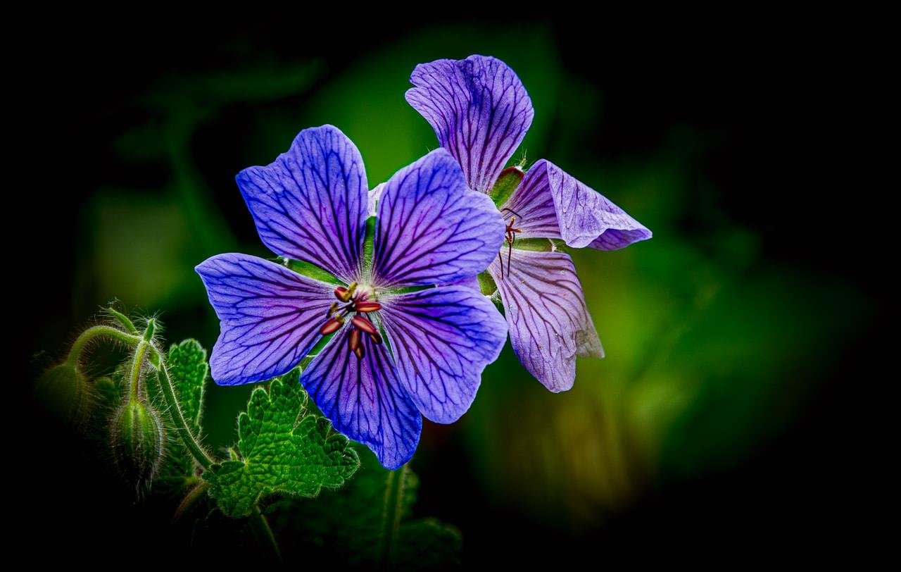 Close-up of two purple-blue five-petaled flowers with dark veining and visible stamens, surrounded by green leaves and unopened buds against a dark blurred background.