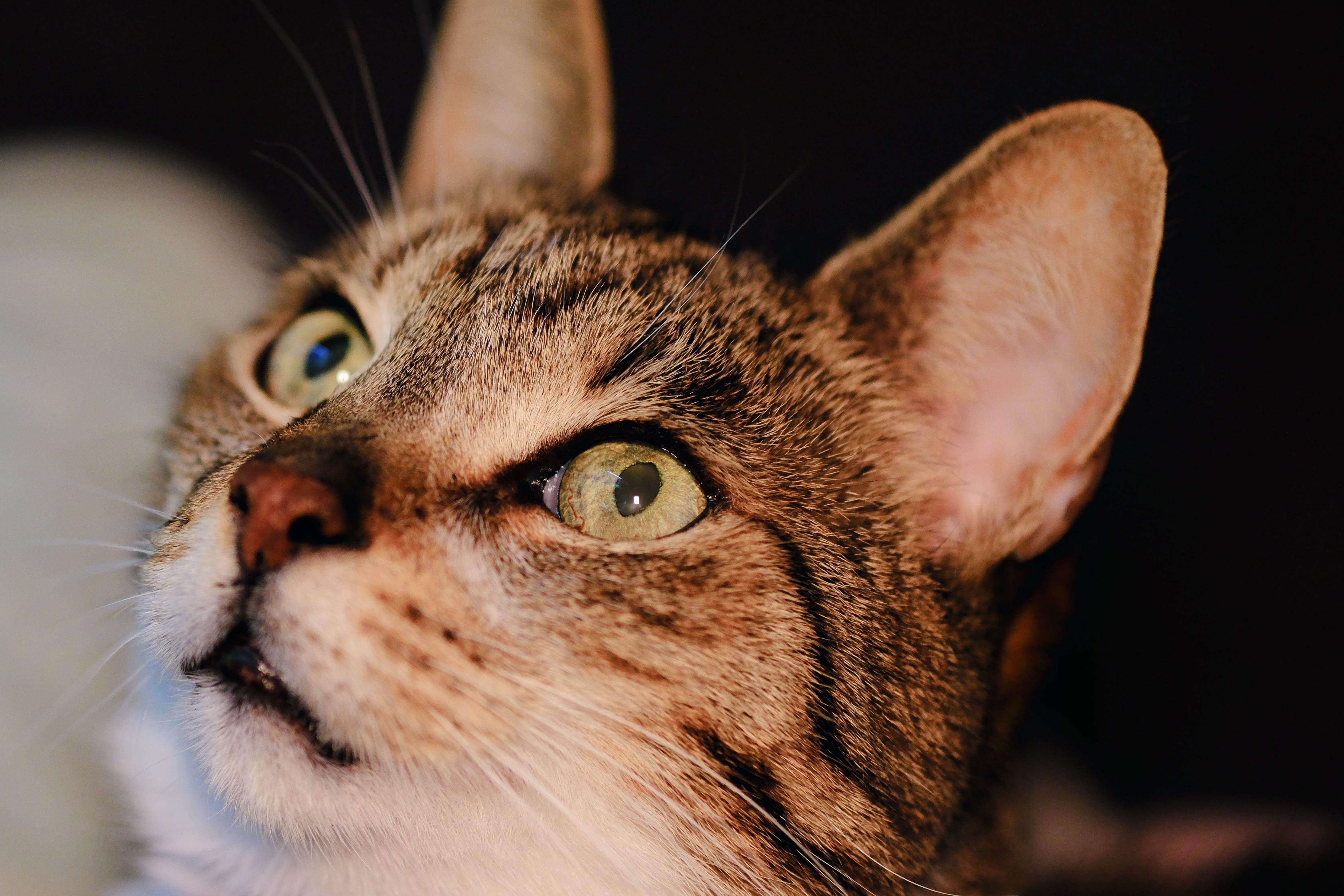 This is an image of a cat. The cat has green eyes and a tabby pattern on its fur. The focus is on the cat's face.
