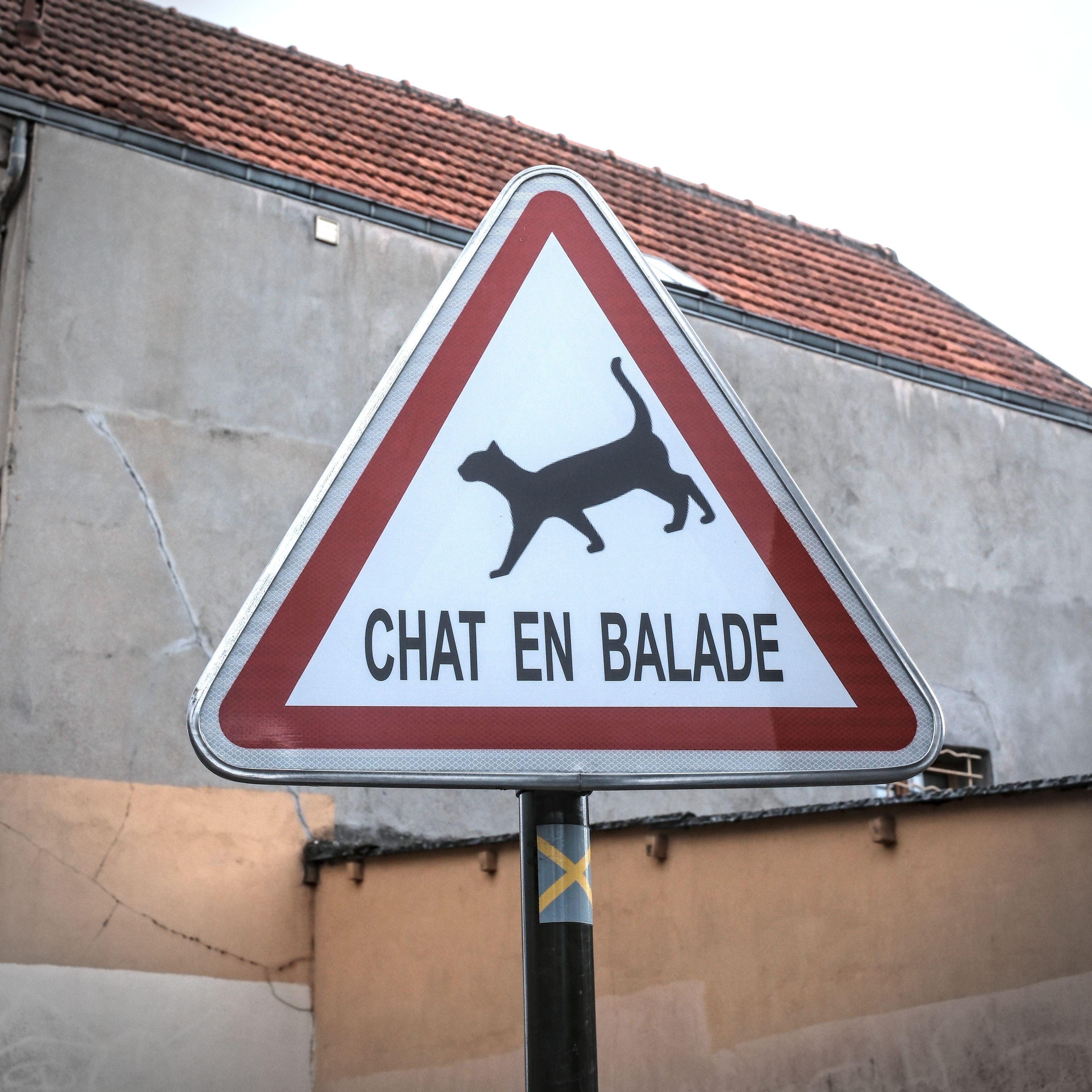 Photo carrée. Une signalisation routière triangulaire, avertissant de danger, avec comme symbore la silhouette de profile d’un chat et l’inscription « chat en ballade »