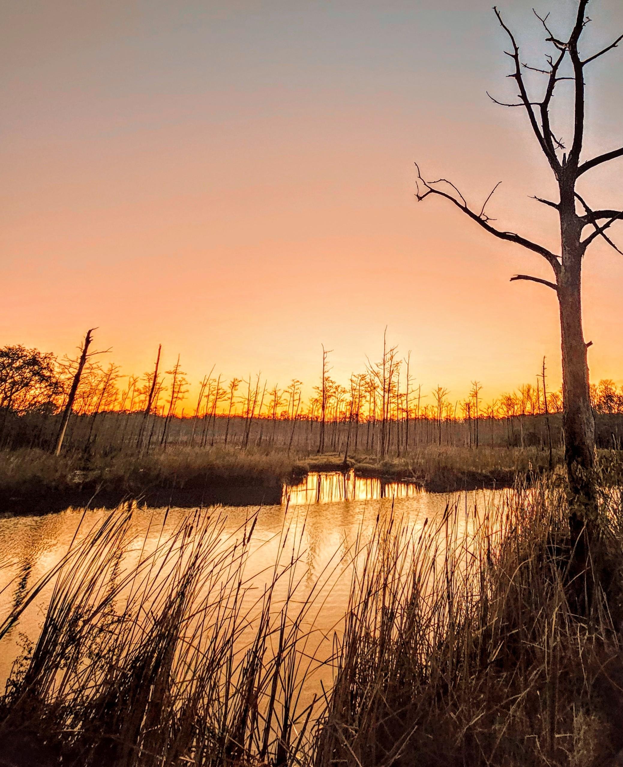 Sunset over a marsh with a tranquil, reflective water surface. Foreground features tall, dry reeds framing the scene, while a leafless tree is silhouetted on the right. In the background, a line of bare trees stands against an orange-pink sky.