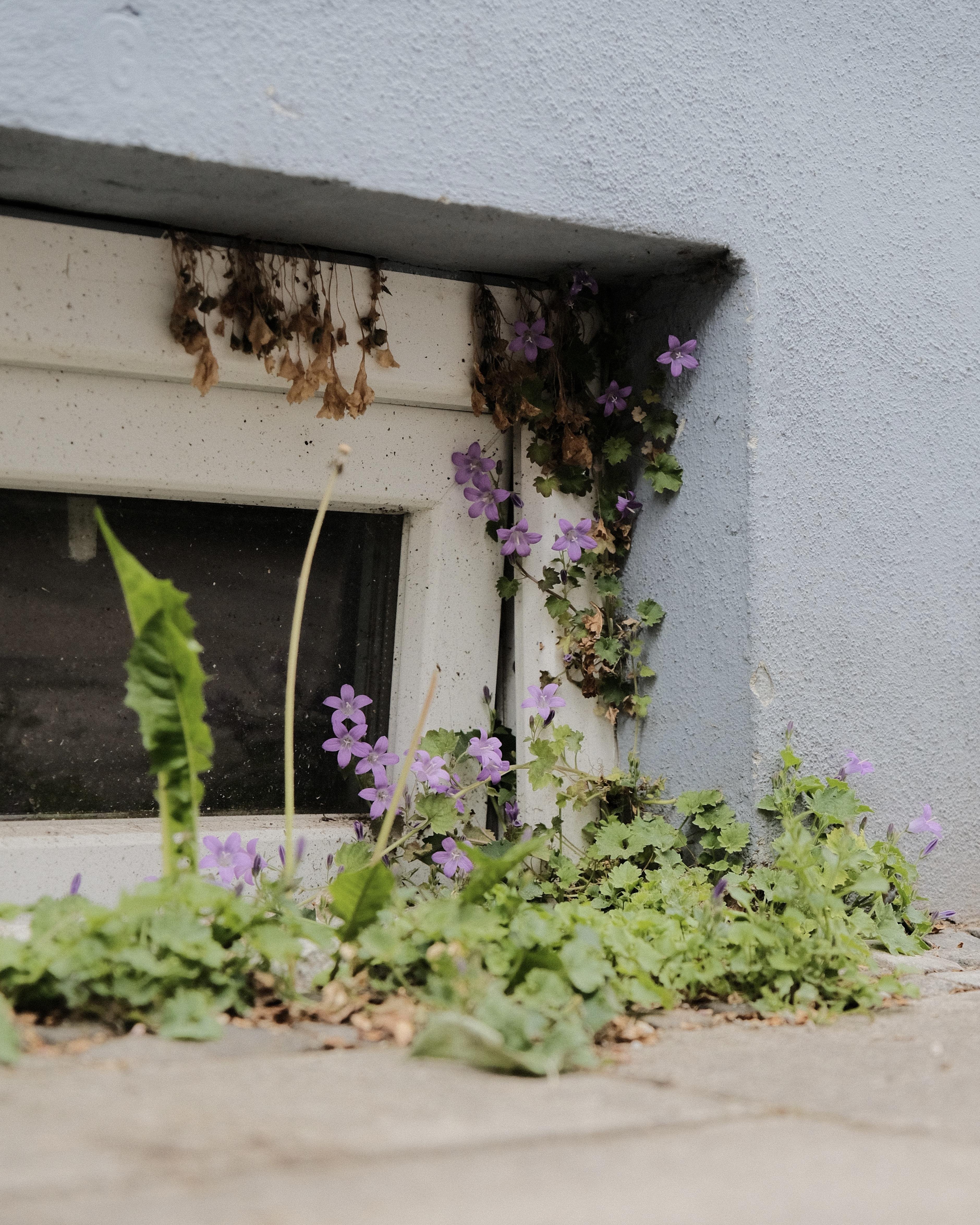 Low-angle view of a small ground-level window in a pale blue wall, with green vines and purple flowers climbing the white frame and weeds growing along the pavement.