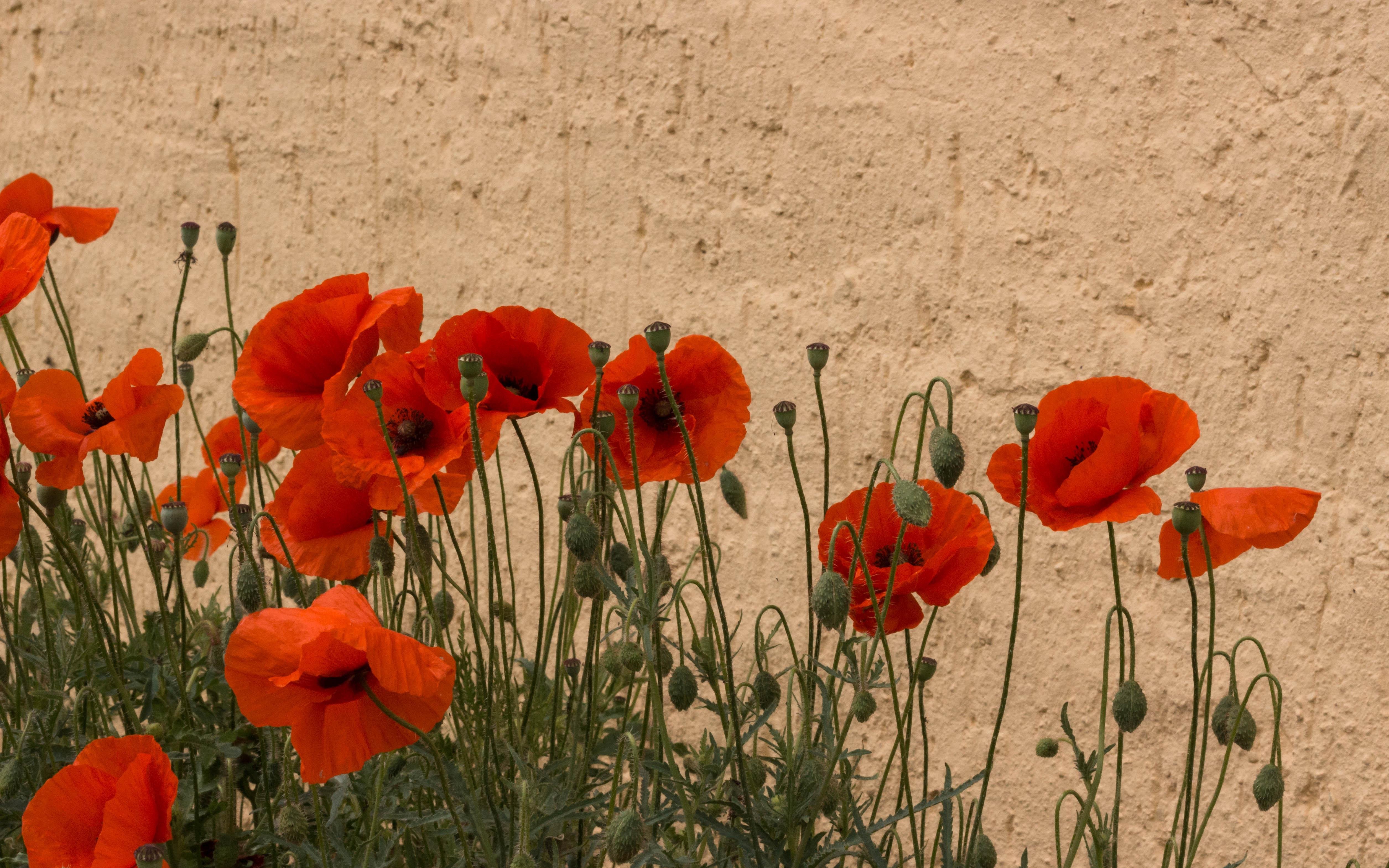 Cluster of red common poppies (Papaver rhoeas) and unopened buds on thin green stems along the bottom of the frame, set against a textured beige wall.