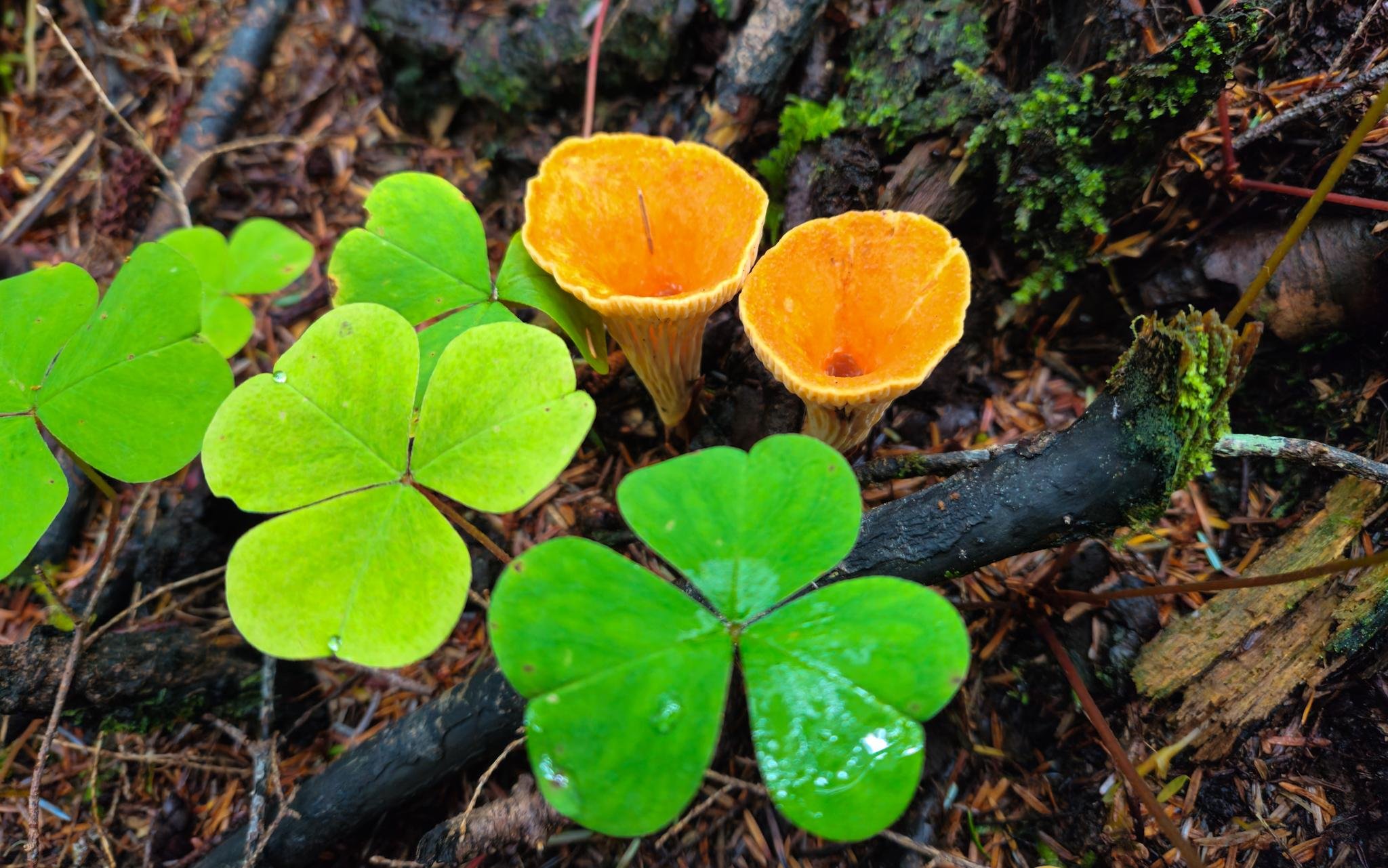 Two orange, cup-shaped mushrooms growing from the forest floor beside bright green, three-lobed clover-like leaves, with twigs, pine needles, and moss in the background.