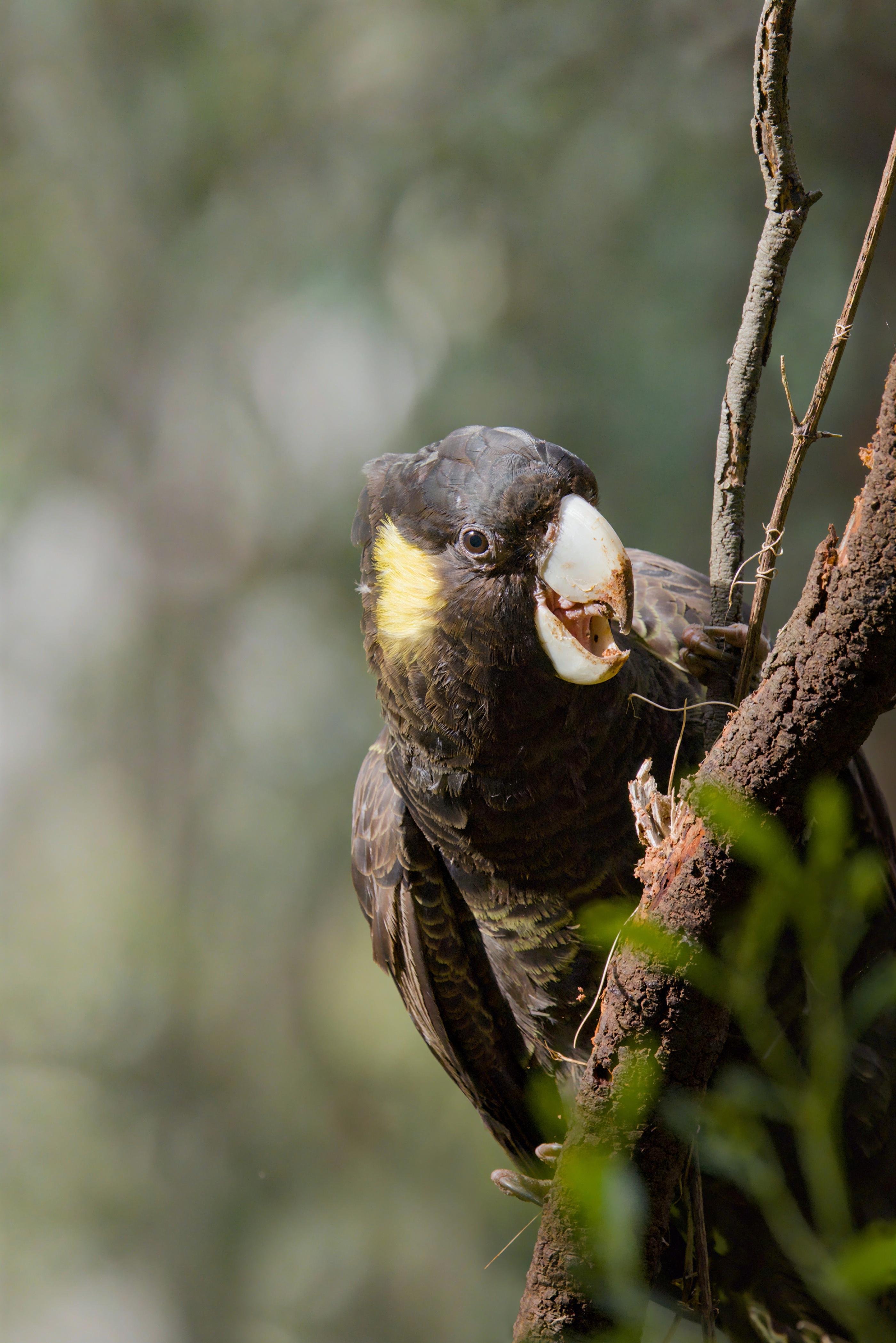 Close-up of a yellow=tailed black cockatoo with a yellow cheek patch and pale beak, perched on a tree trunk with its beak open blurred green background and foliage in the foreground.