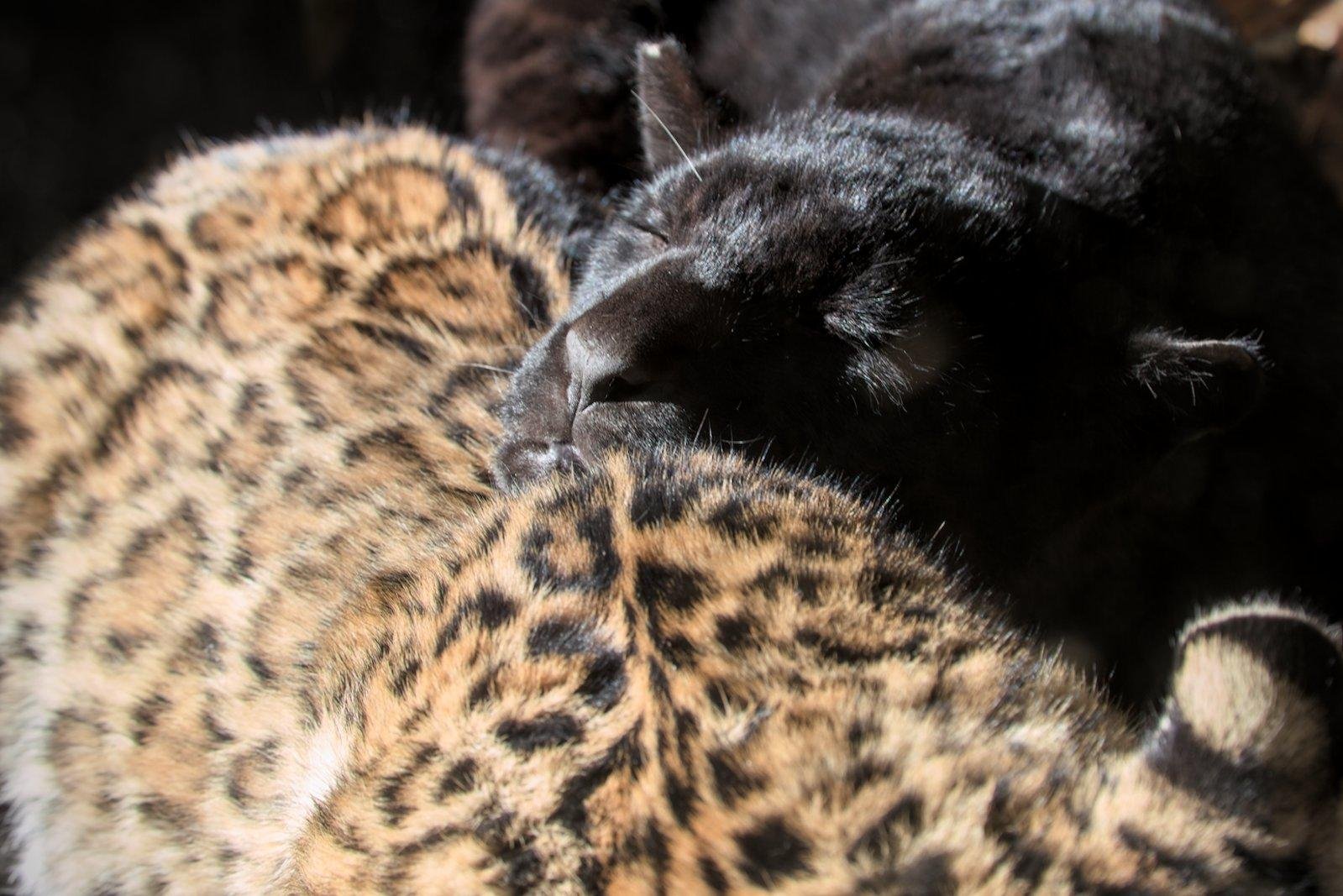 Gros plan sur une panthère noire dormant la tête appuyée sur un léopard, éclairé par la lumière chaude du soleil