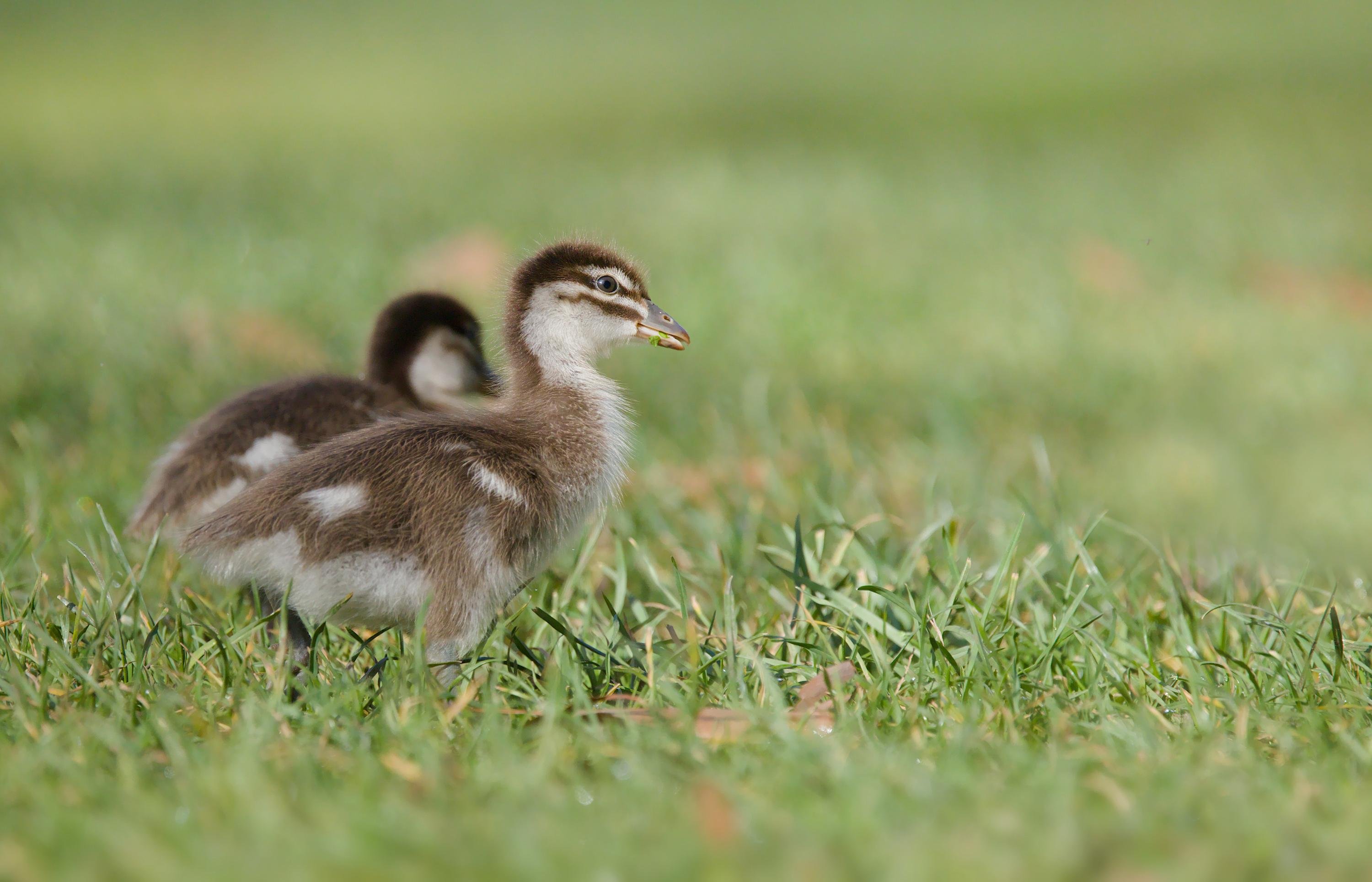 A Wood Duckling standing in short green grass, with one in sharp focus in the foreground and the other slightly blurred behind.