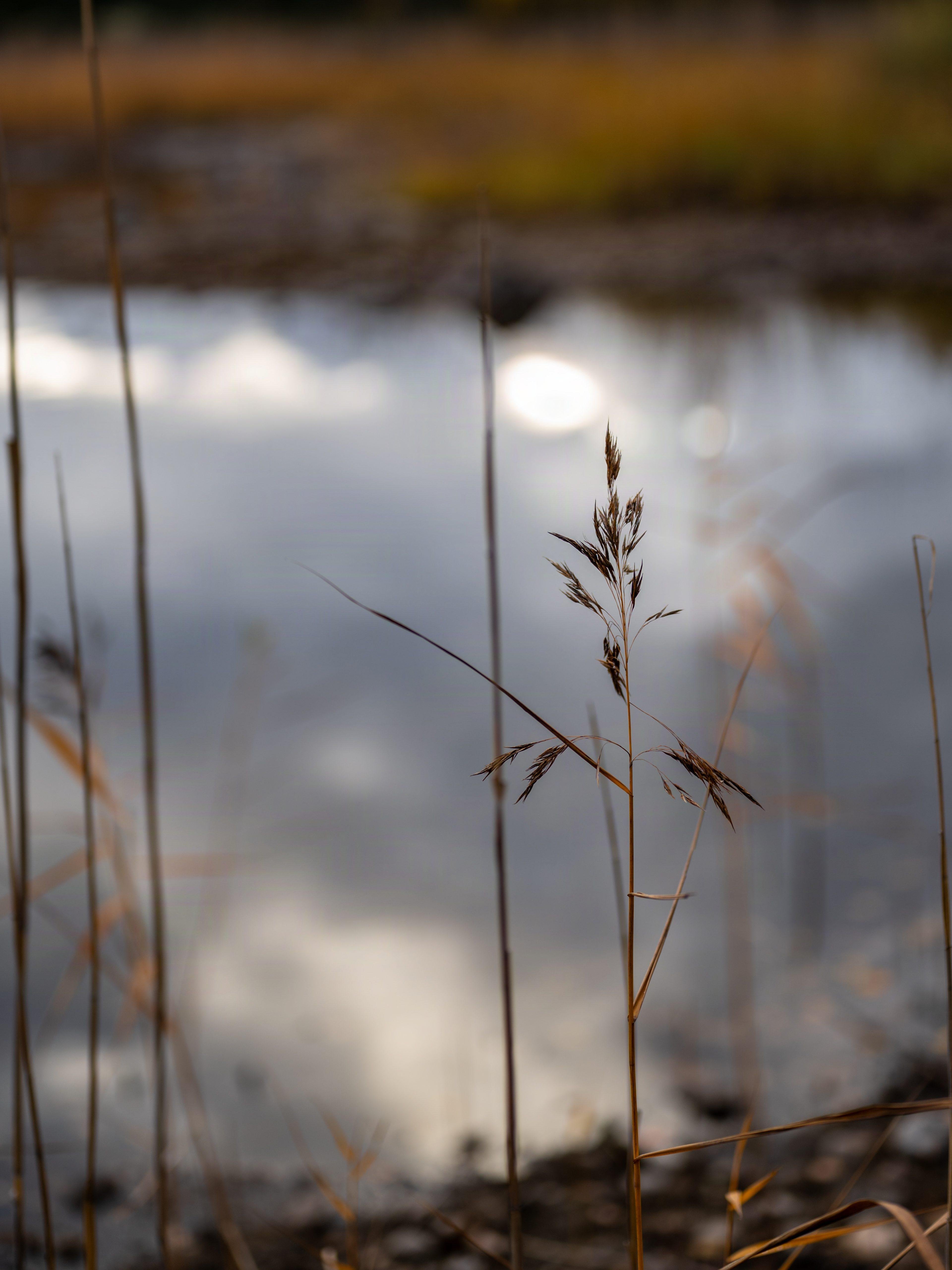 Tall, slender grass stems with seed heads in the foreground. A blurred background features a reflective water surface with soft, out-of-focus clouds and light, along with hints of earth-toned vegetation. The scene has a calm and natural atmosphere.