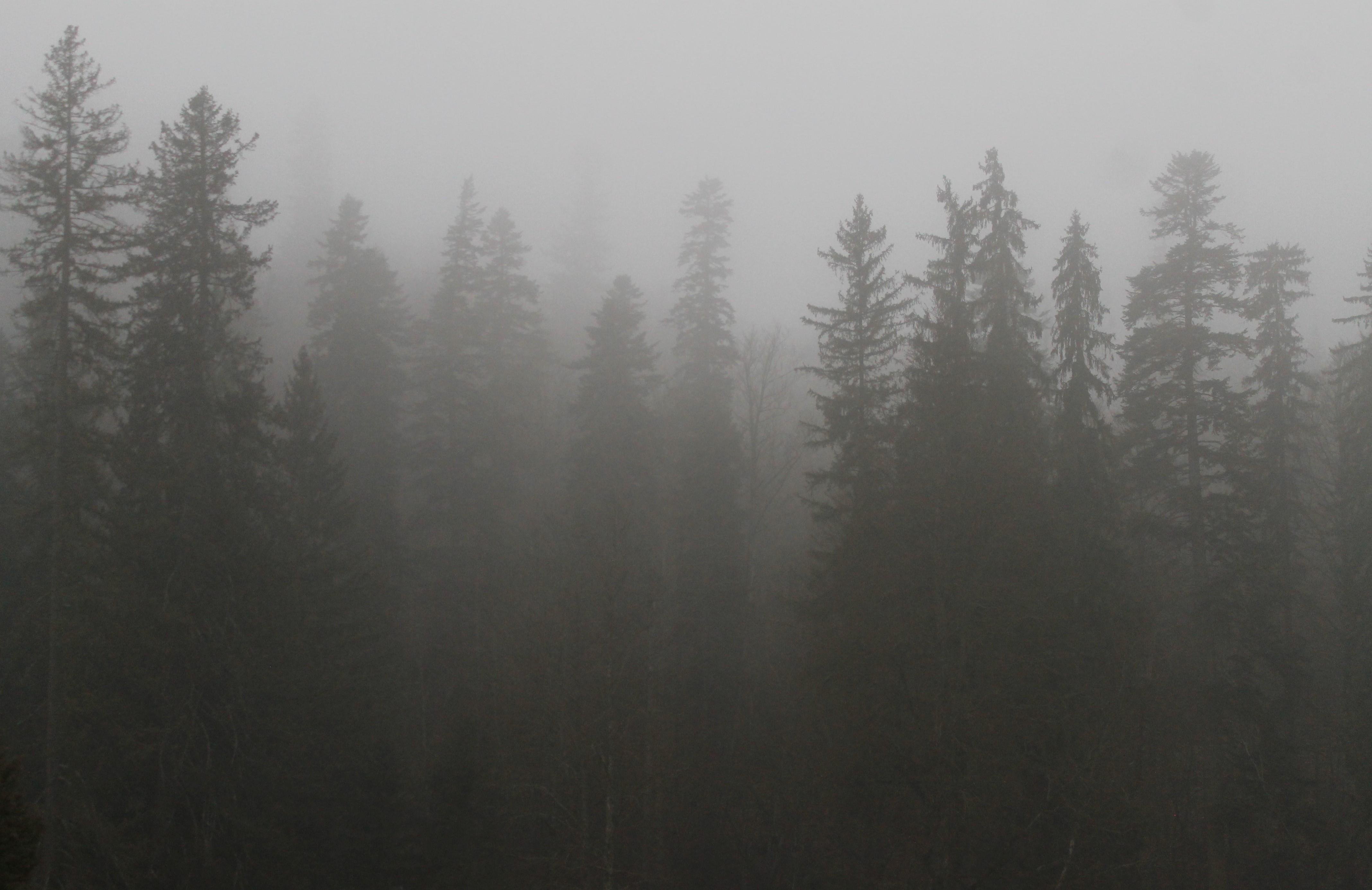 Un bosque en los montes Cárpatos en el que solo se ven árboles oscuros y puntiagudos que se van perdiendo en un horizonte de niebla y fundiéndose con un cielo gris